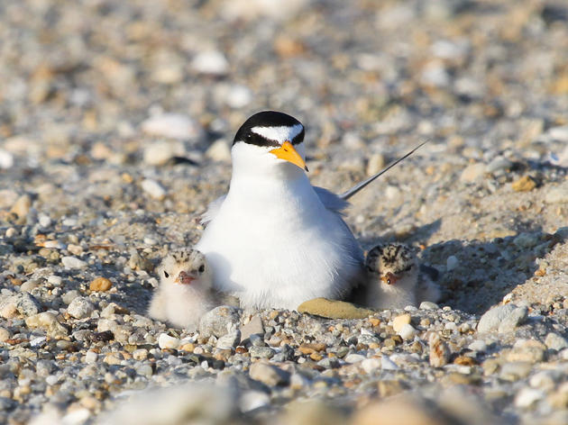 More Than 500 Organizations in All 50 States Urge Congress to Defend Bird Protection Law