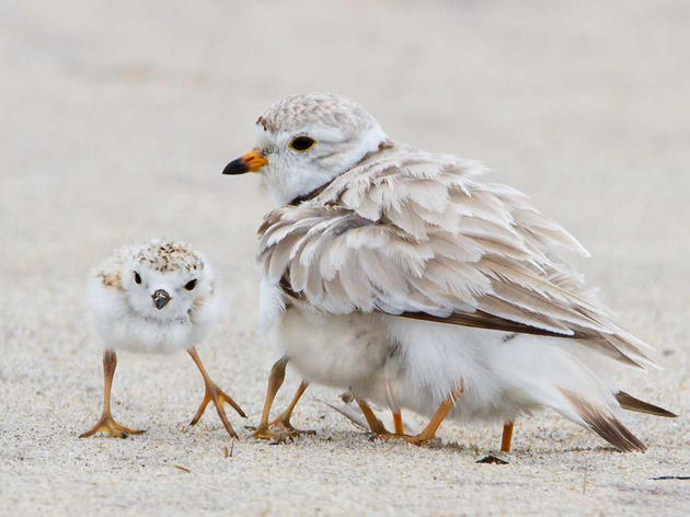 Hurricane Matthew May Have Decimated Piping Plover Population