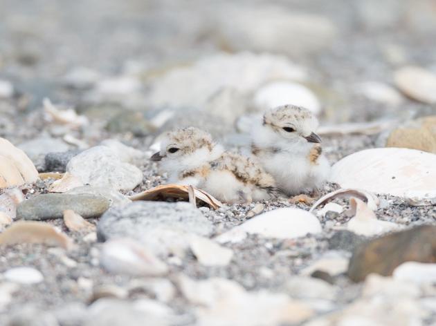 Mid-Season Update: Shorebird Nesting in a Changing World