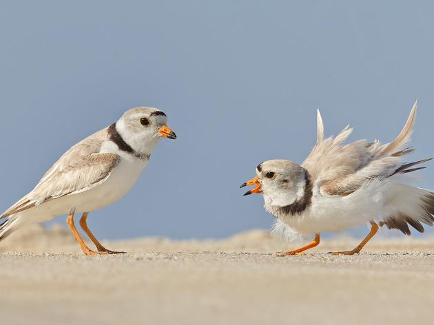 8 Ways to Help Piping Plovers