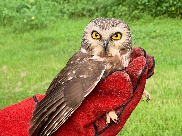 Northern Saw-whet Owl Released After Car Collision