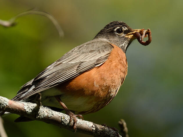 Feeding Resumes! Songbird Disease Updates