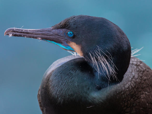 U.S. Senate Votes to Protect Birds, Improve Parks, and Create Jobs