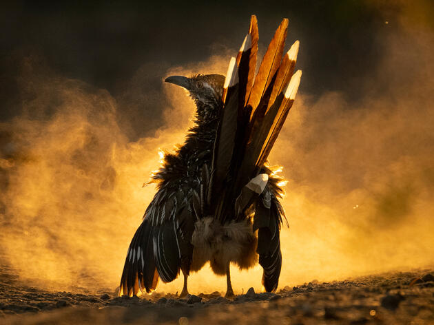 The 2021 Audubon Photography Awards: Winners and Honorable Mentions 