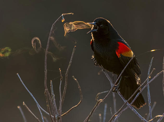 The 2019 Audubon Photography Awards: Winners
