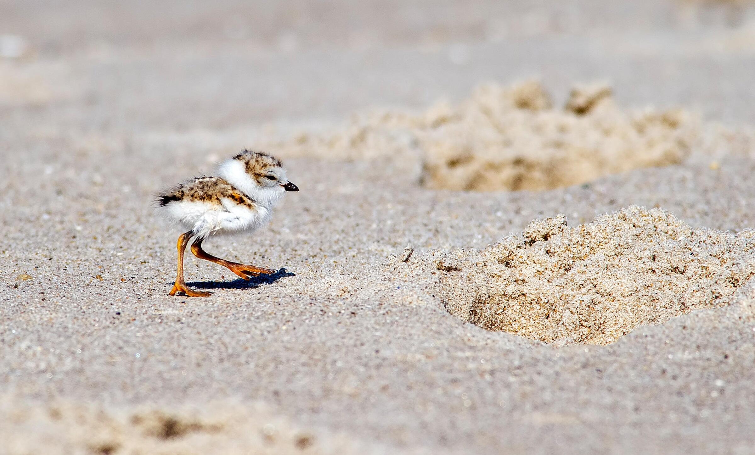 Piping Plover chick.