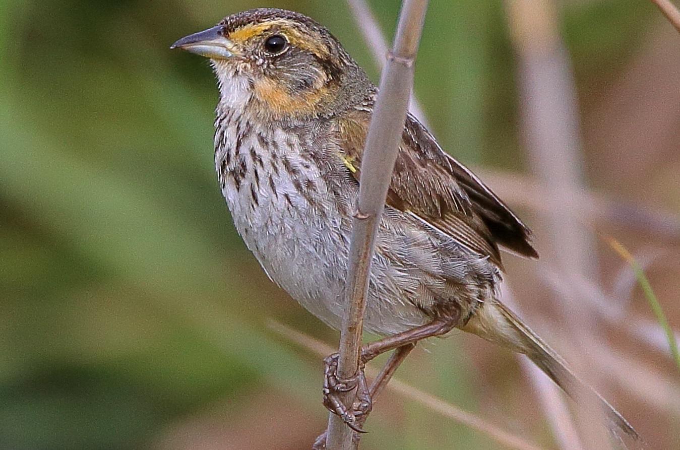 Six Special Birds Of Summer Audubon Connecticut