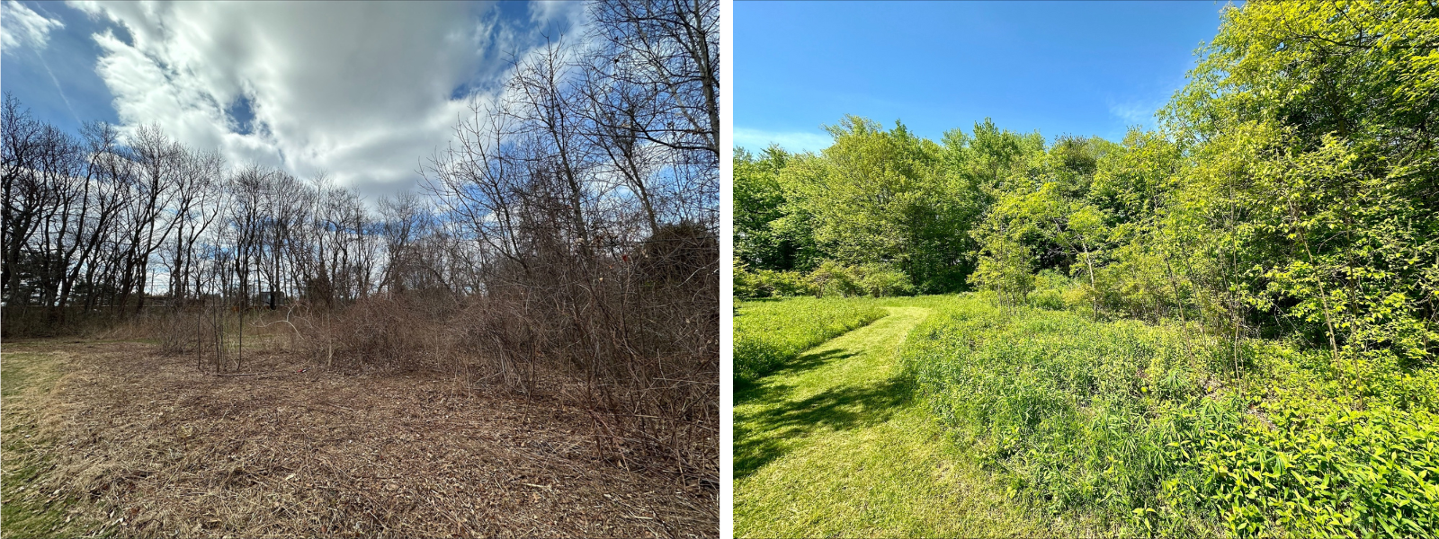 (Left) A field in early spring that was recently mowed. The field and the surrounding trees are leafless. (Right) A field in late spring, with many green plants growing and leafy trees in the back ground.