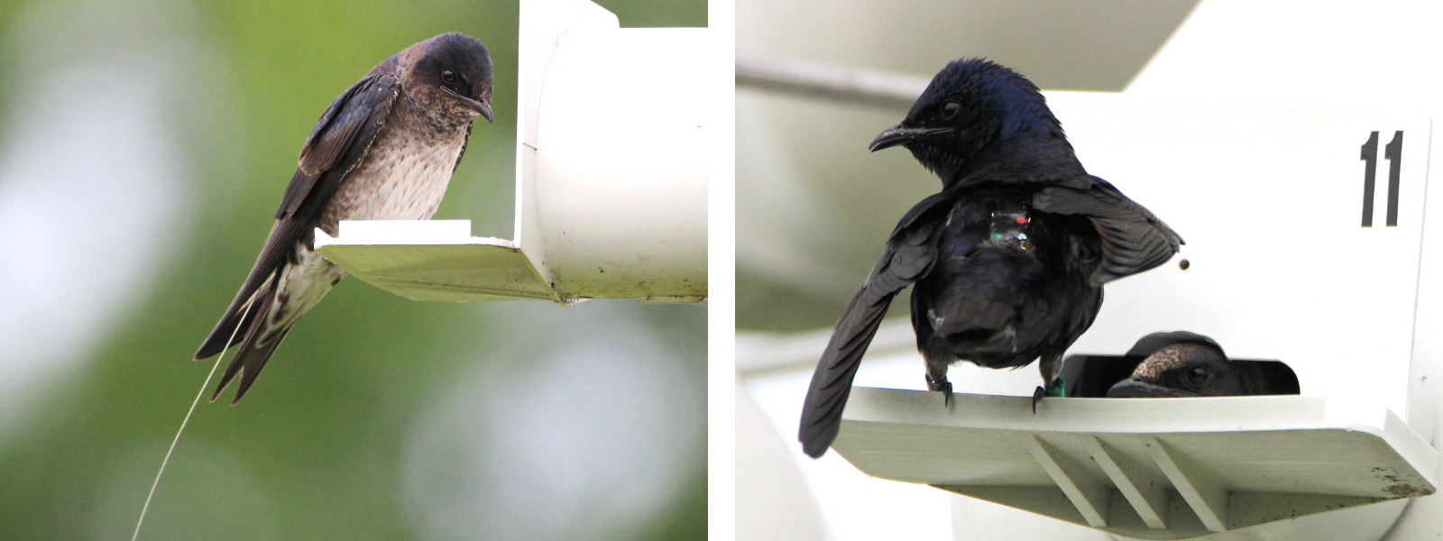 Collage of two photos. Left photo features a Purple Martin perched outside a nesting gourd with a thin wire coming off of its back. Right photos shows a Purple Martin perched with a small GPS backpack attached.