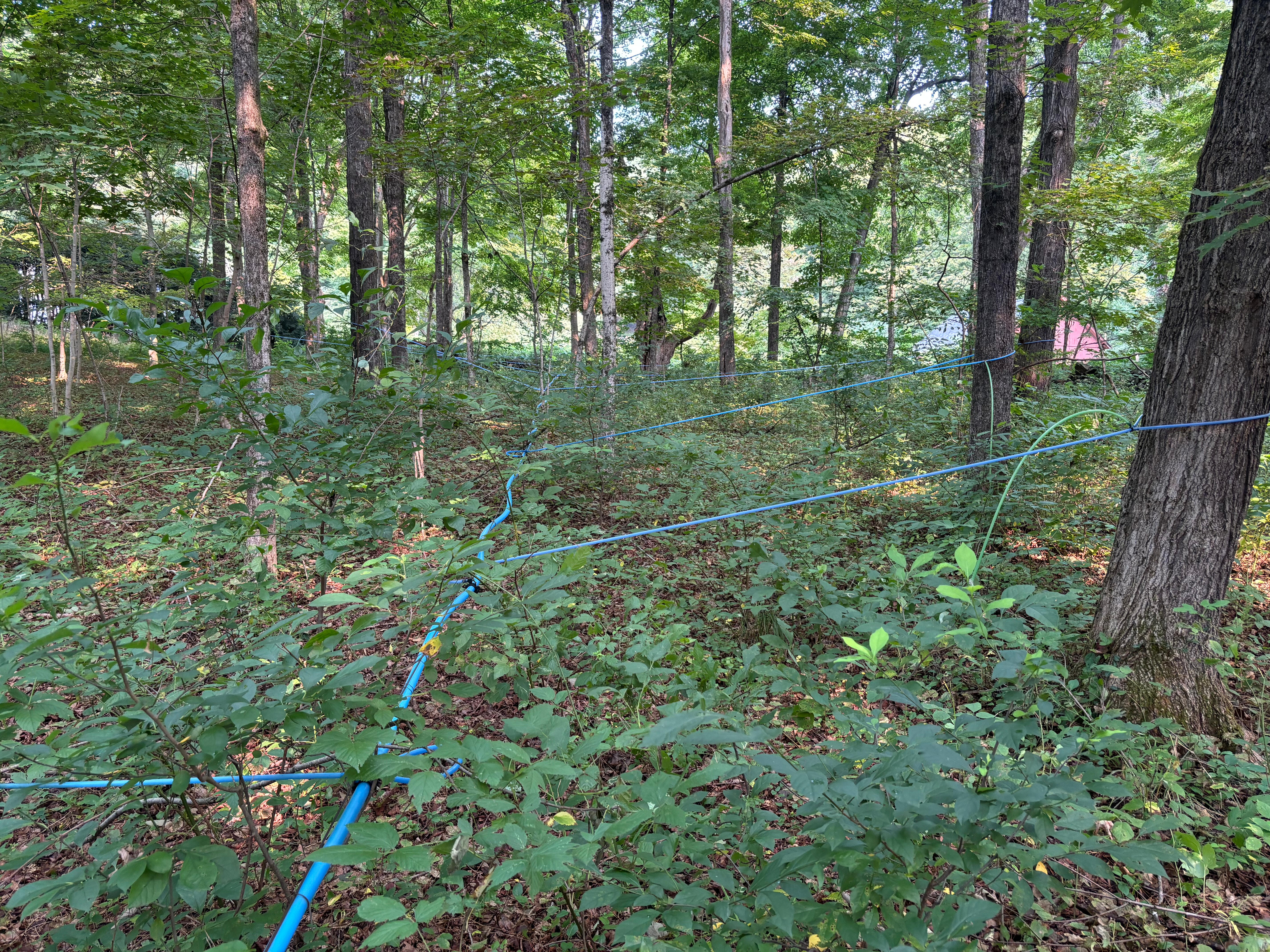 Blue sap lines crisscross the understory of the sugarbush.