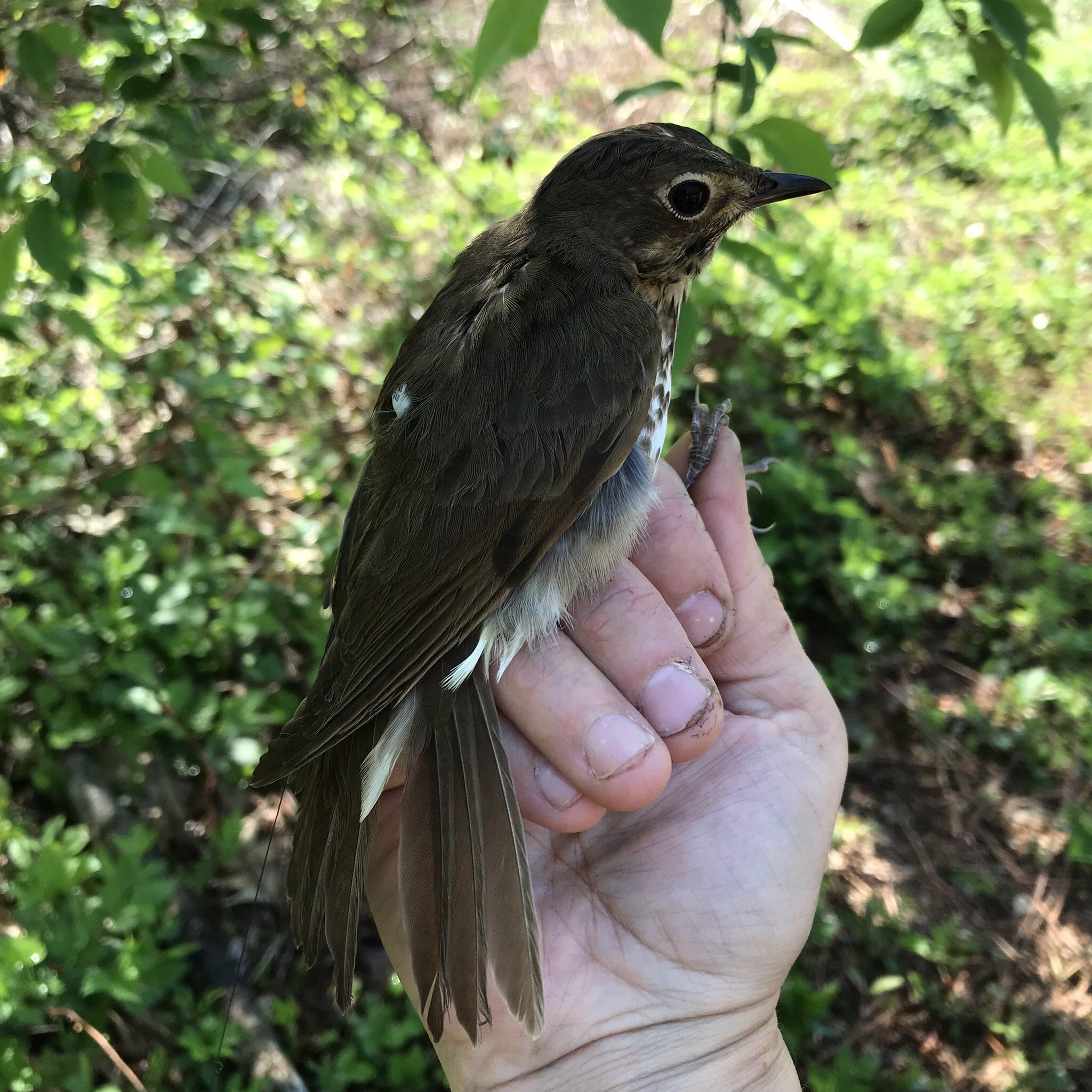 A bander holds a Swainson's Thrush in their hand
