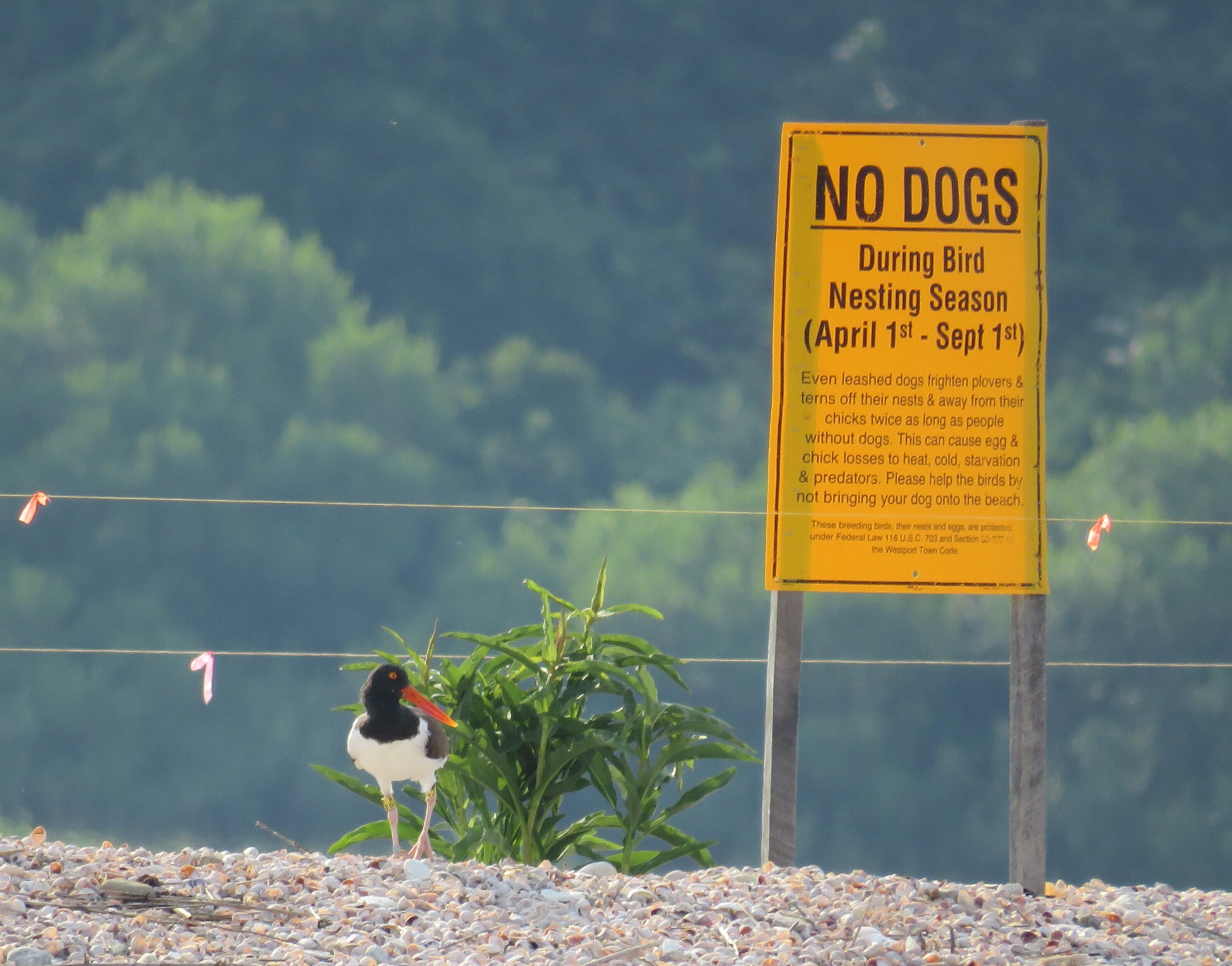 An American Oystercatcher adult, with a long, vivid orange beak, black head, and brown and white body, stands in front of a fence made of string indicating a protected area. There is a yellow sign that reads "No Dogs During Bird Nesting Season"