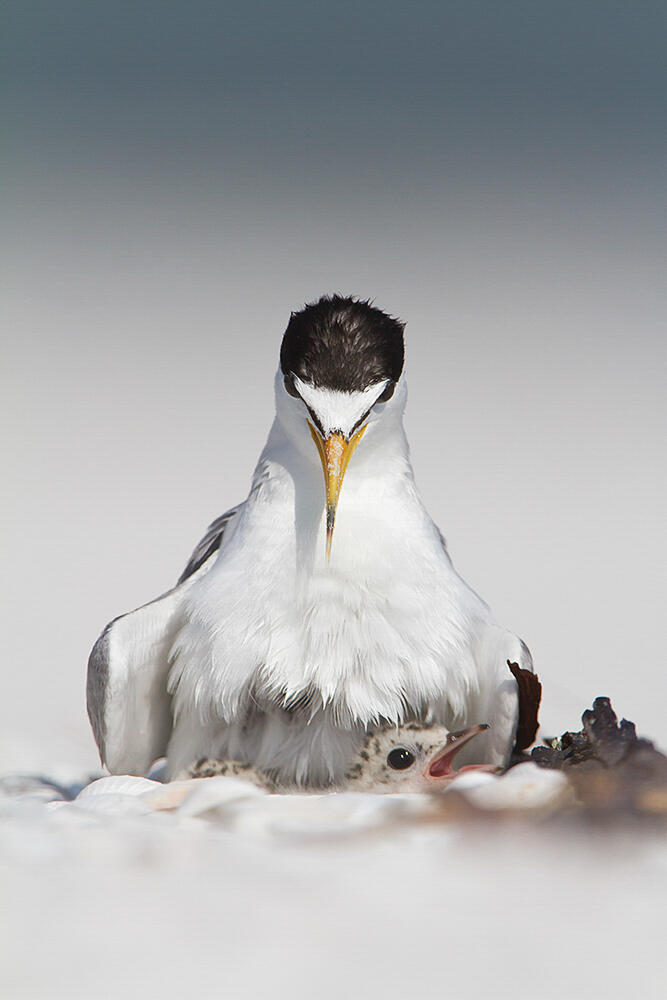 Front view of a Least Tern chick nestled underneath a Least Tern adult. The chick's head pokes out from under the adult as it opens its beak.
