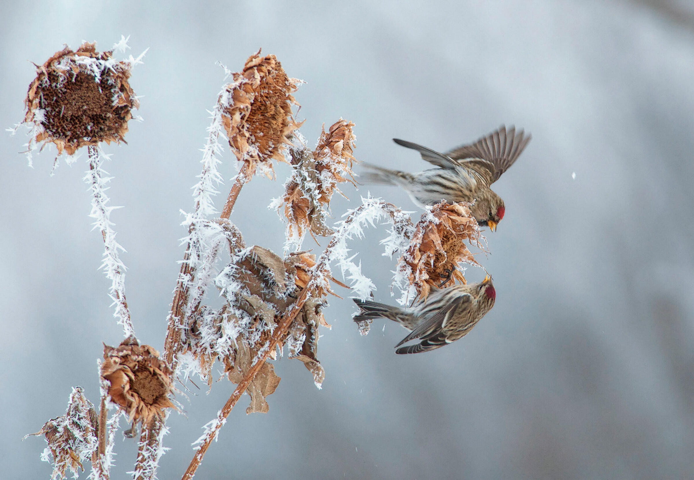 Two Common Redpolls fly around a frozen sunflower seed head.
