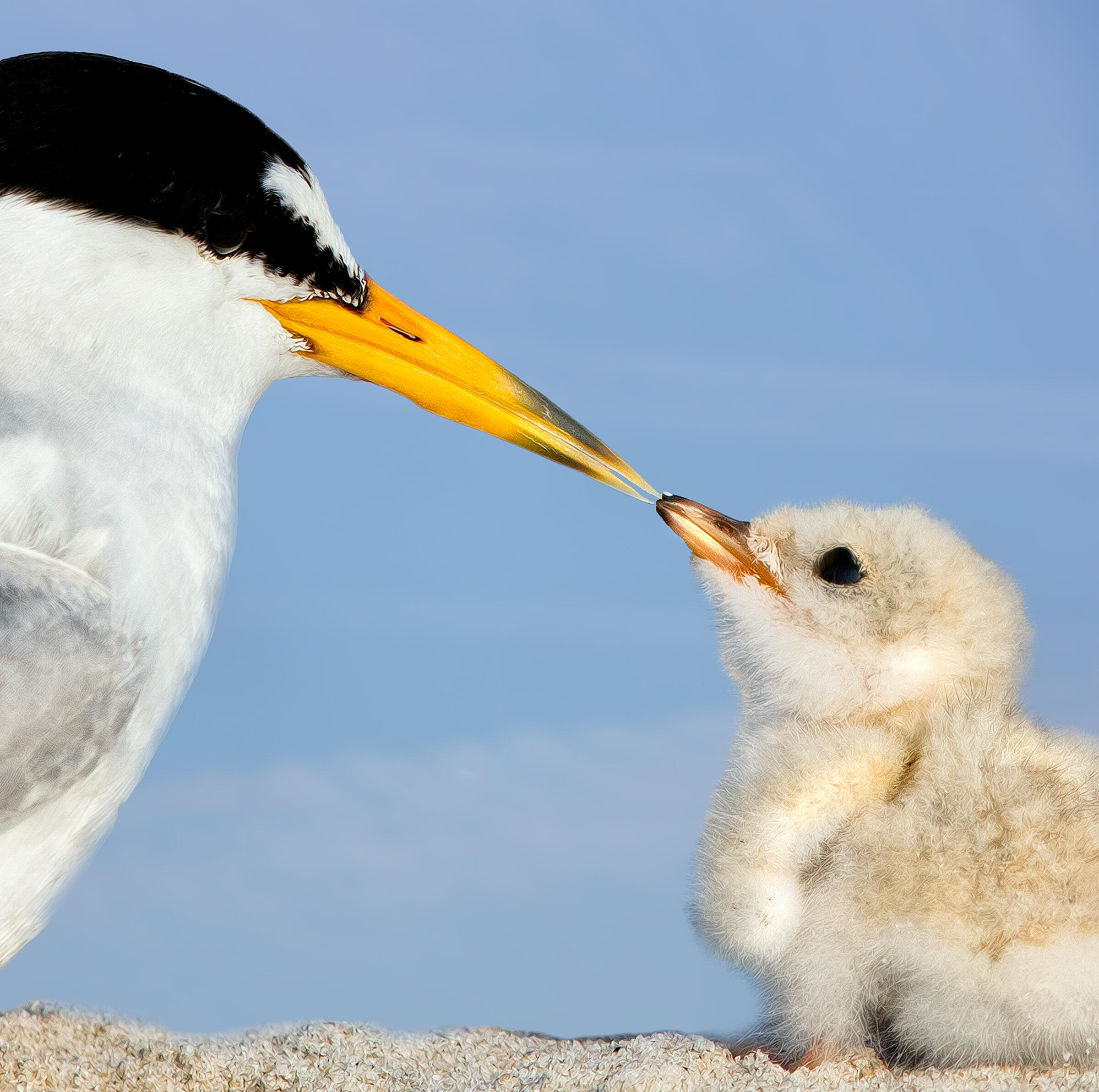 Close up on the face of an adult Least Tern touching beaks with its chick. The adult has a black cap with a small white strip on its forehead.