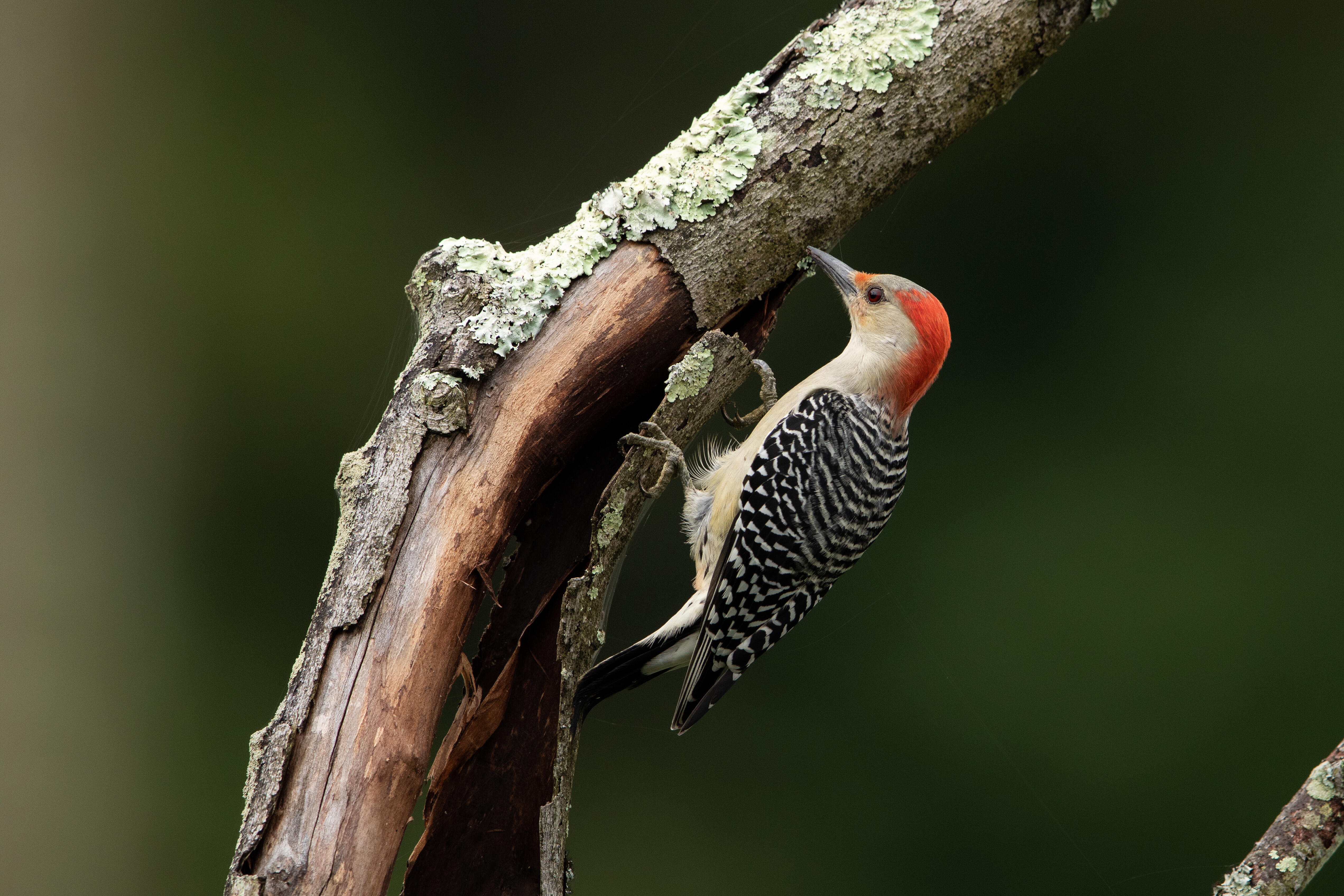 A Red-bellied Woodpecker perches on the underside of a curved branch of a dead tree whose bark is peeling off.