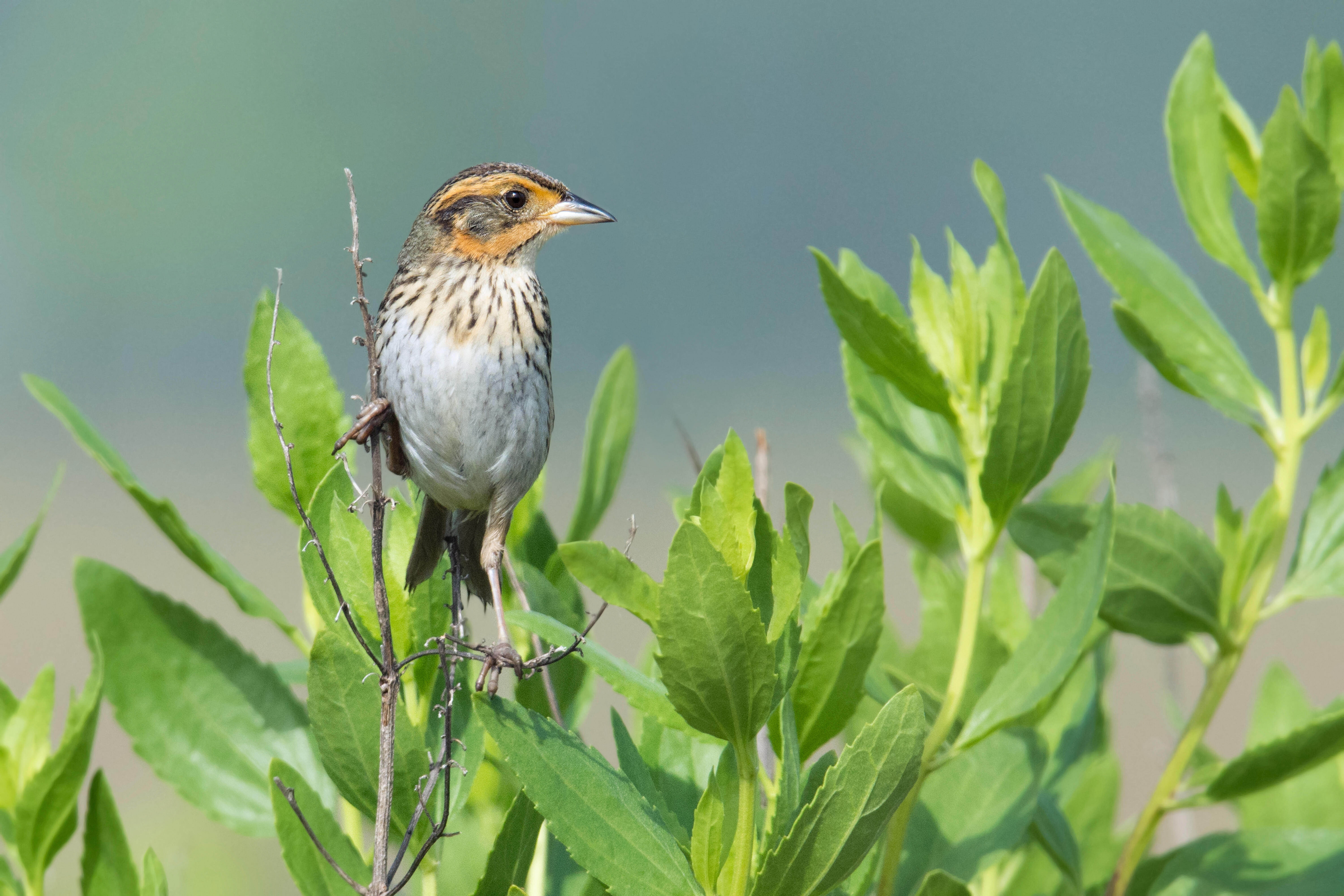 A Saltmarsh Sparrow perches in a green-leafed shrub, looking to the left.