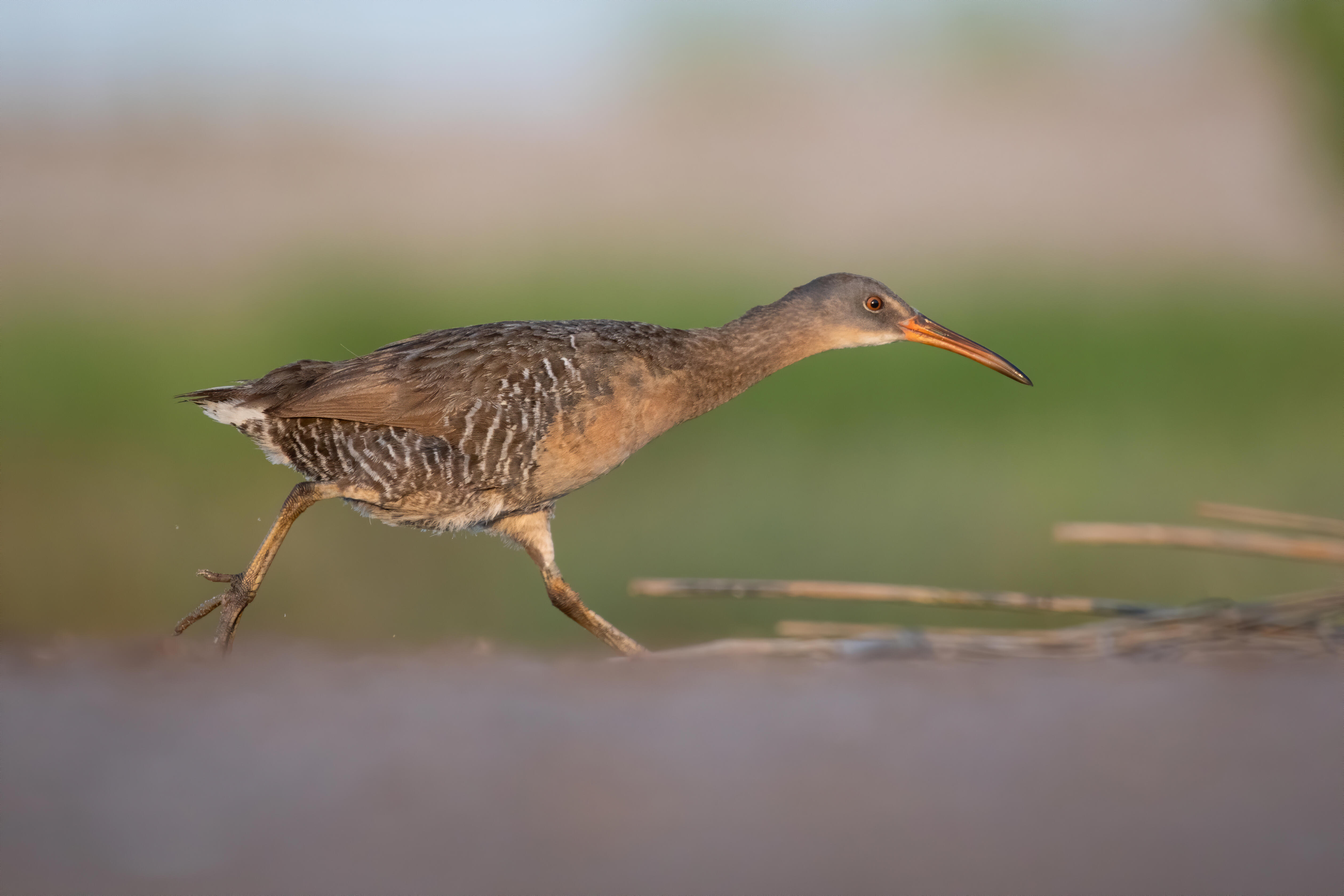 Clapper Rail caught in motion running. It is a large, slender, chicken-like bird with a long neck and long orange bill.