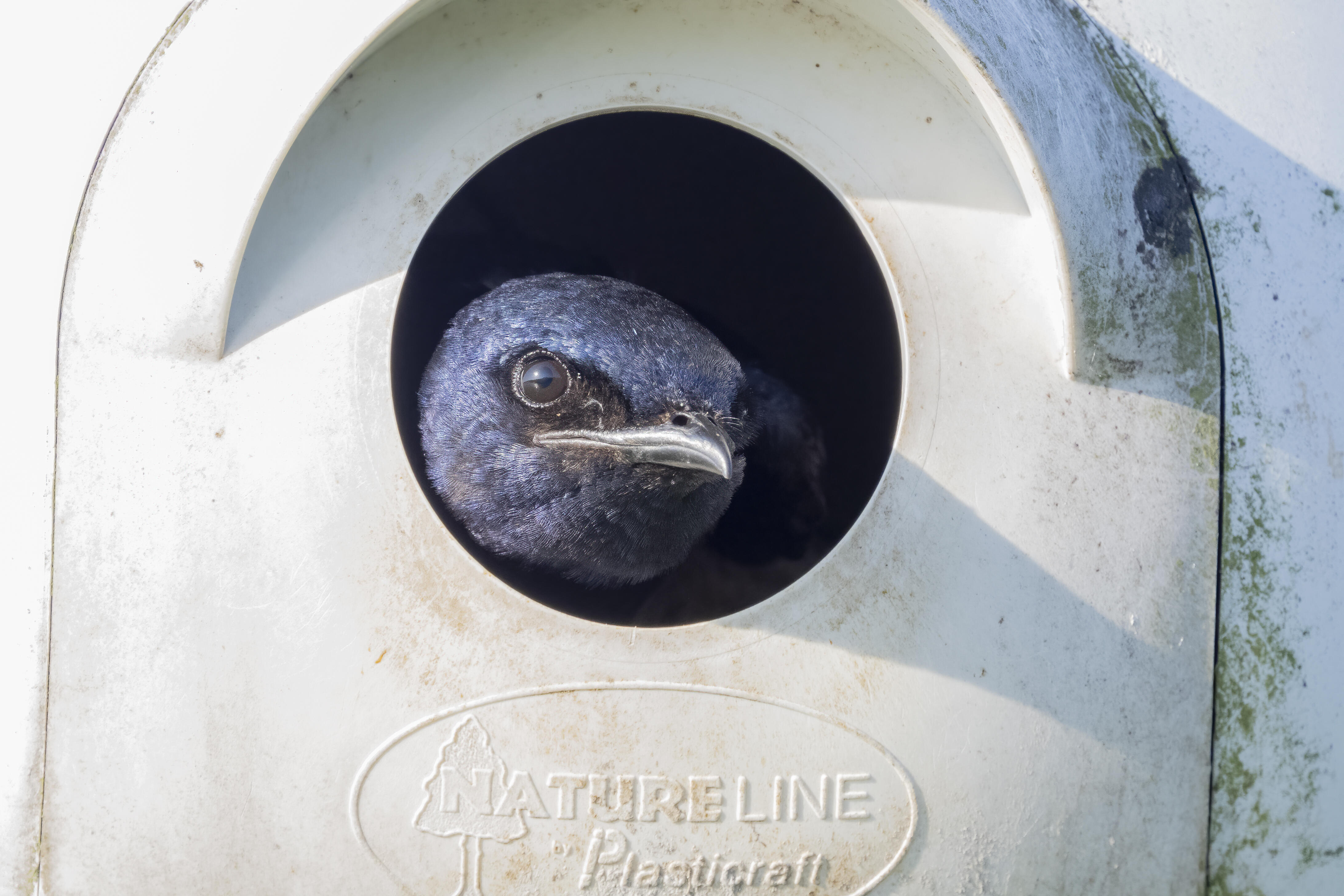 An adult Purple Martin pokes its head out of the circular entrance of a white nest box.