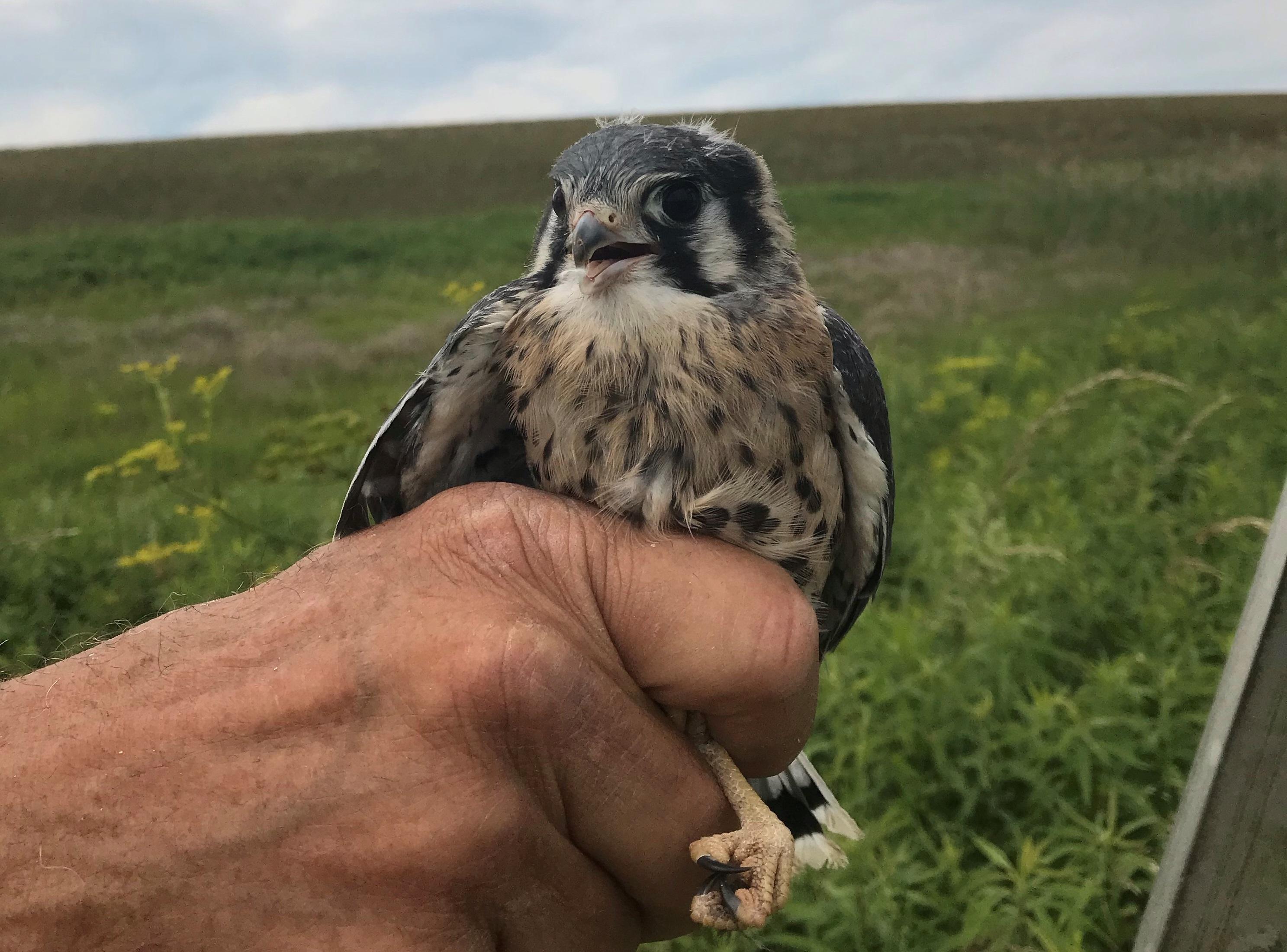 Kestrel Nest Box Program Keeps Populations Steady | Audubon ...