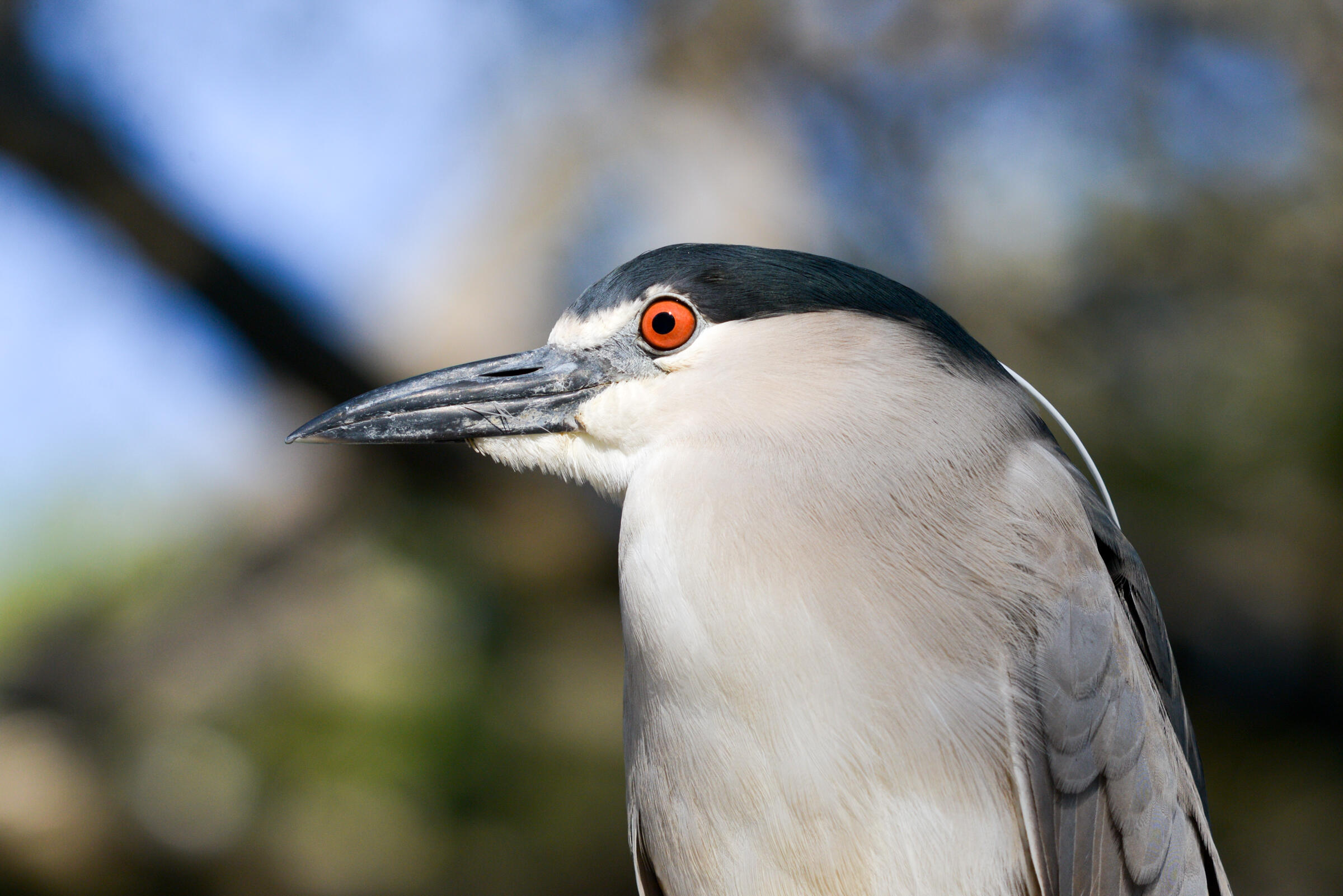Black-crowned Night Heron "headshot," the bird is looking to its right and we can clearly see its red-orange eye.