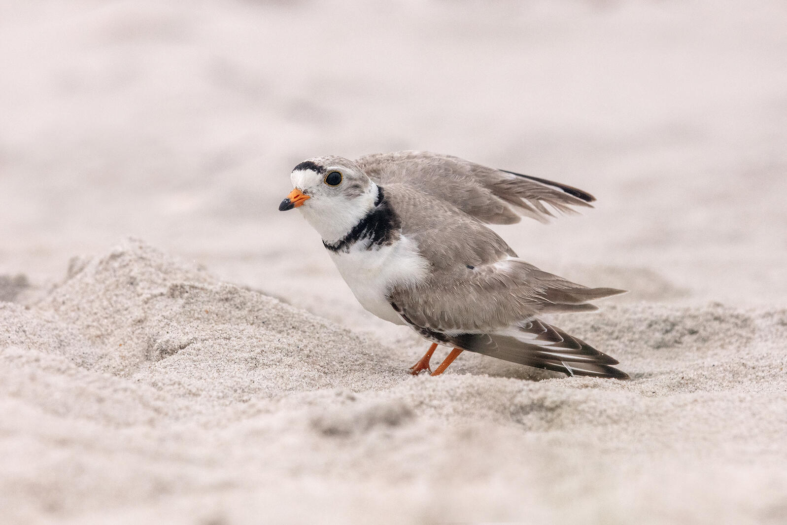 Broken-wing display by a Piping Plover.