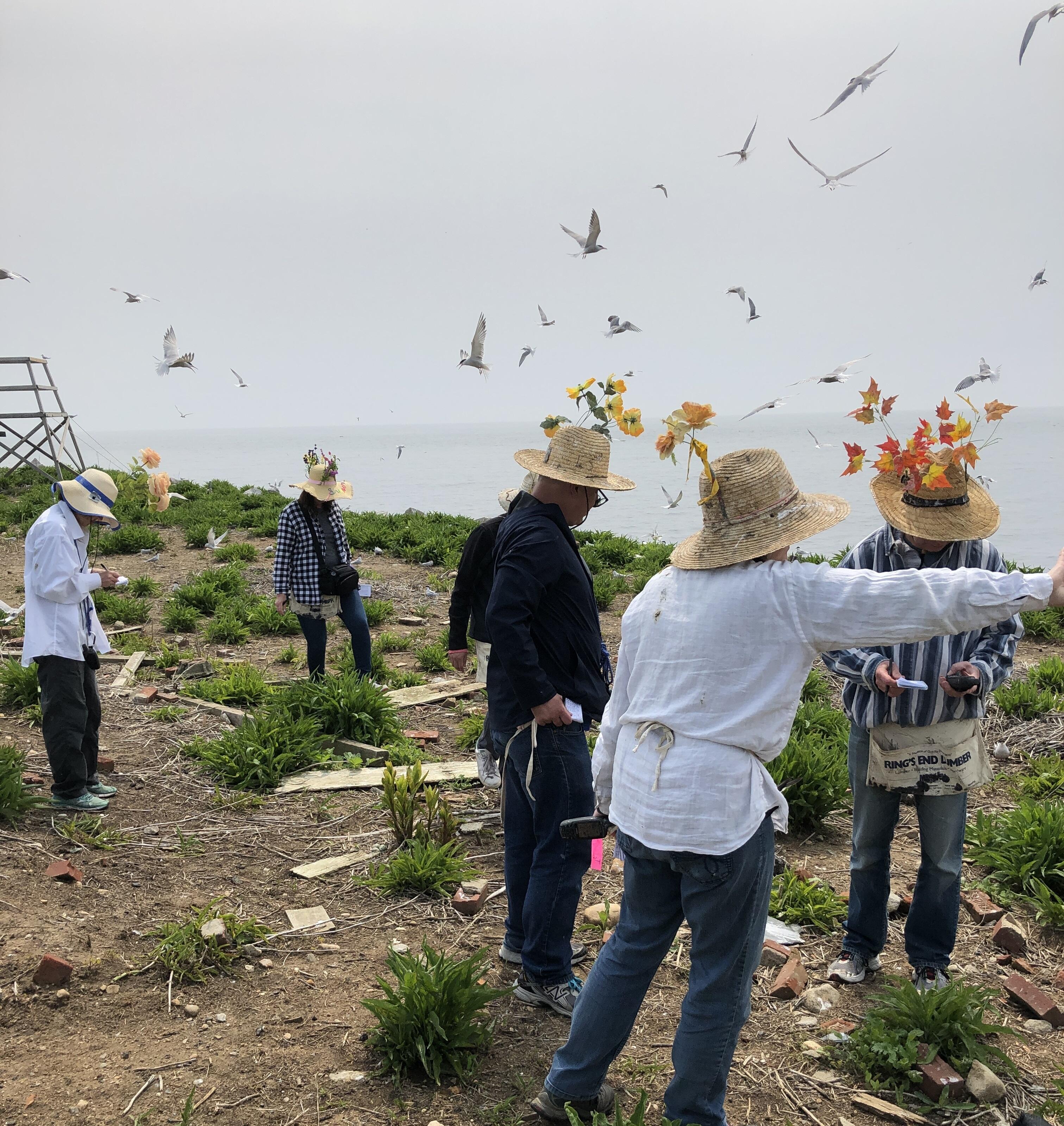 Trained volunteers at Great Gull Island map nest locations of Roseate and Common Terns while being dive-bombed. Their hats act as a distraction so the birds don't hit their heads!