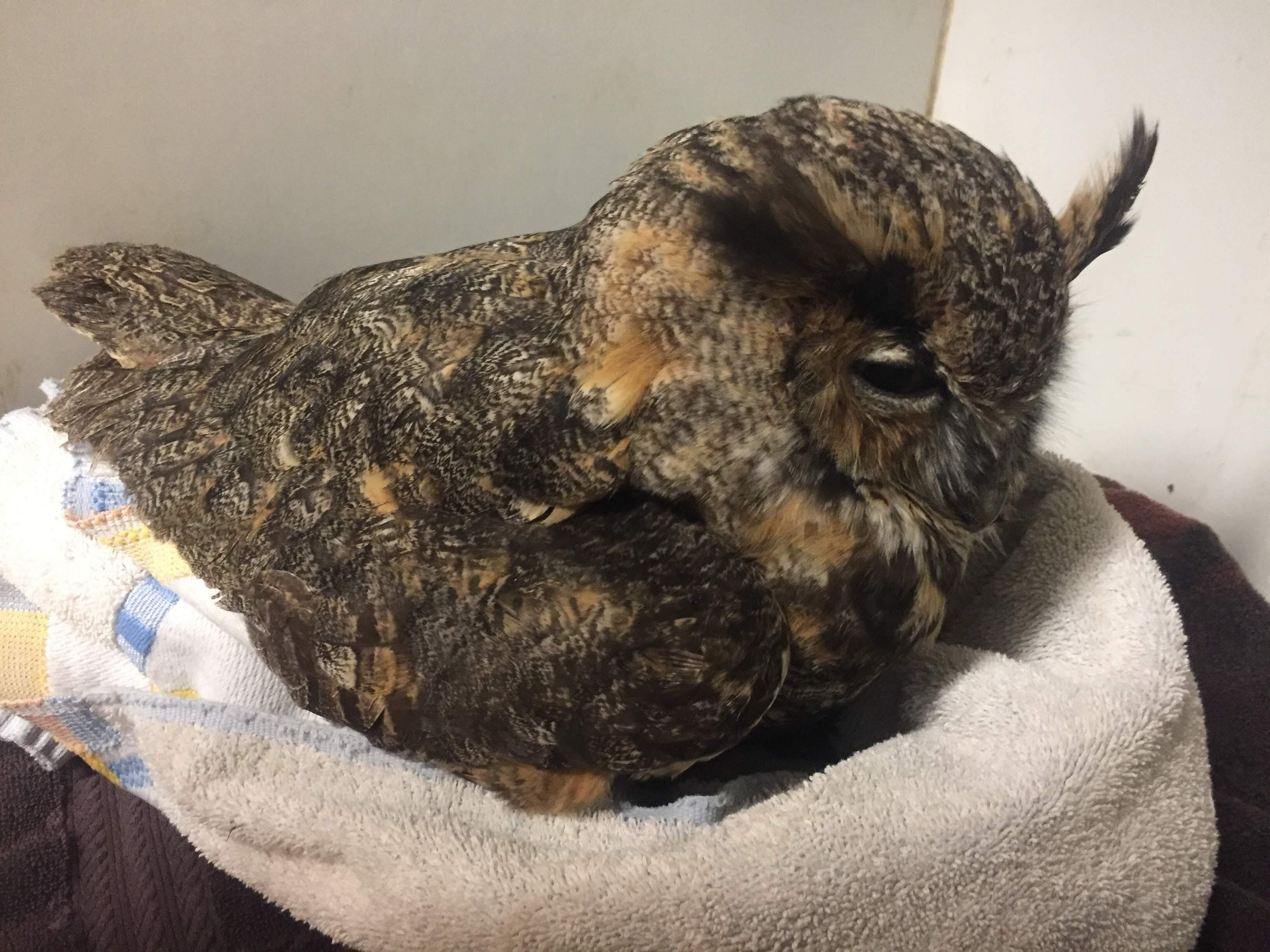 A Great Horned Owl sits in a nest-shaped towel in rehab. Its feathers are light brown and black, and its "horned" tufts are sticking out. Its eyes are partially open.