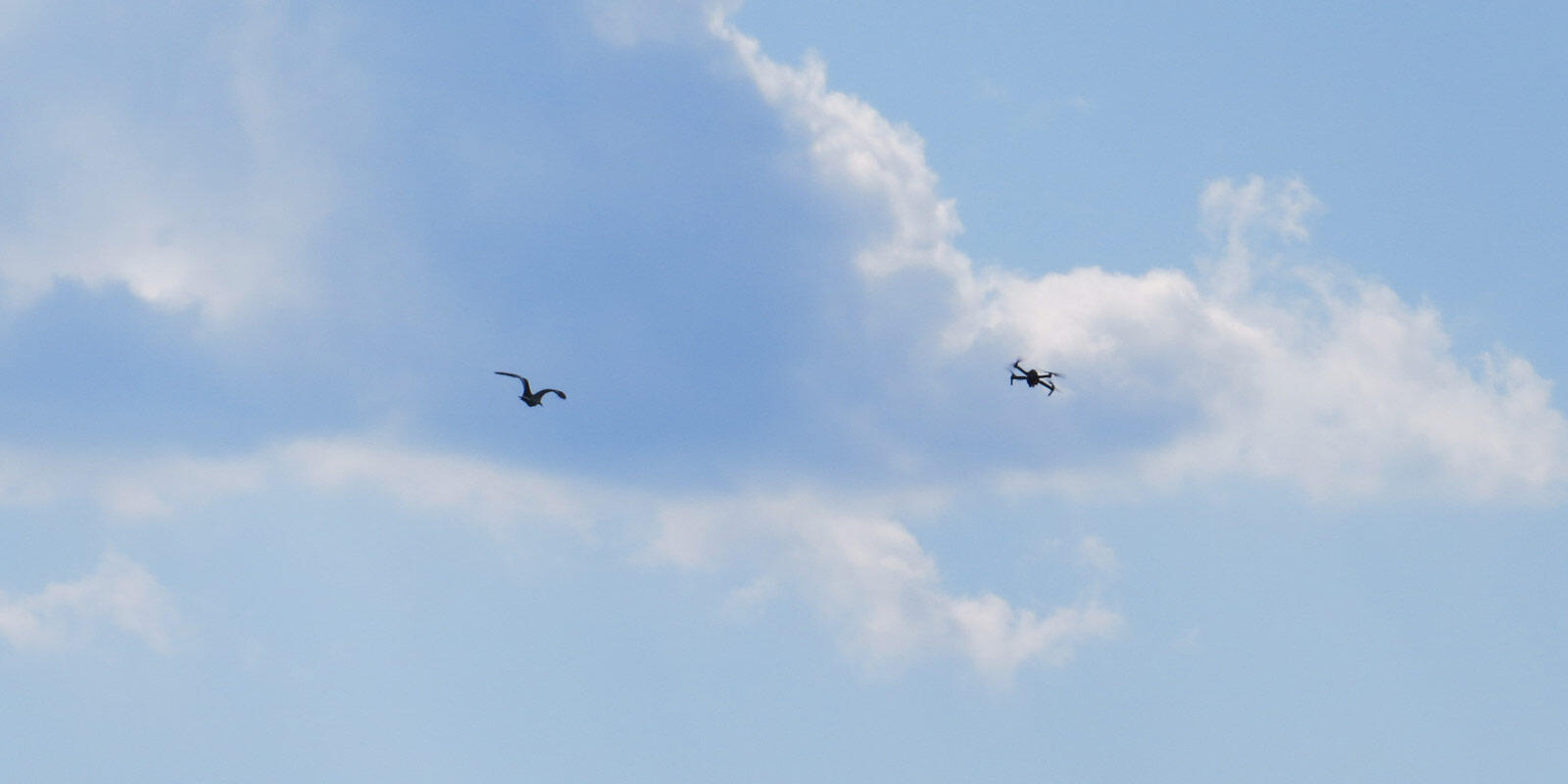 American Oystercatcher chasing drone. 