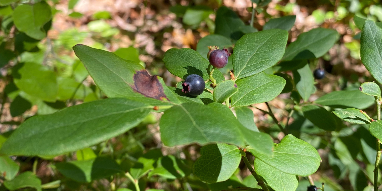 Close-up of three blueberries in different stages of ripeness on a small blueberry bush.