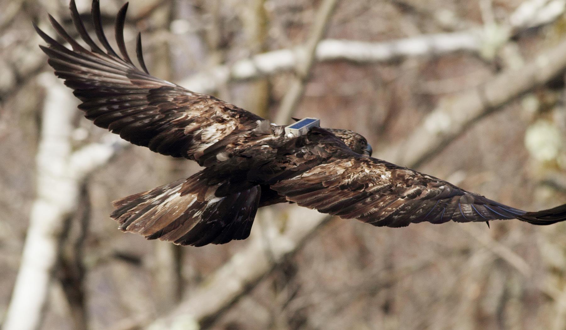 Rehabilitated Golden Eagle Released | Audubon Connecticut