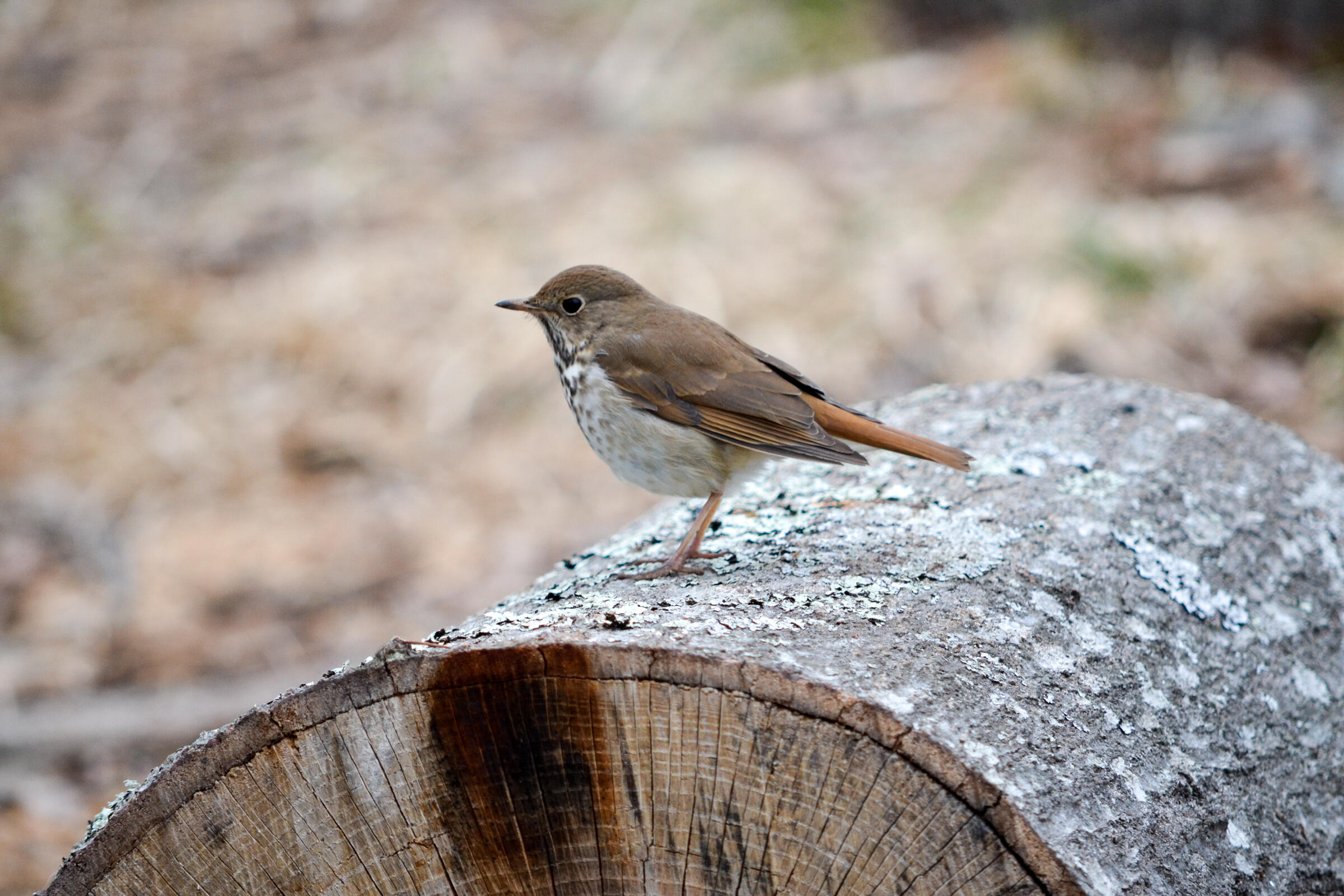 A Hermit Thrush, a brown with with a white chest with speckled dots, and a reddish brown tail, sits on top of a cut log.