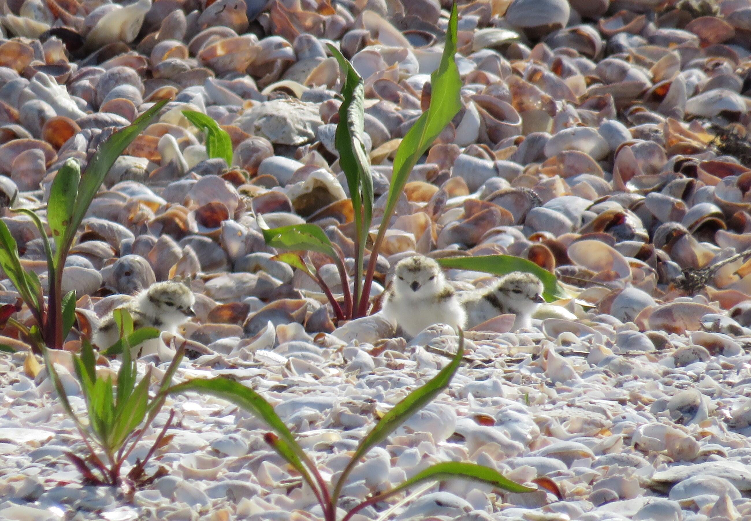 Three small white fluffy Piping Plover chicks are nearly camouflaged, sitting beneath small plants on a beach amidst seashells and rocks.