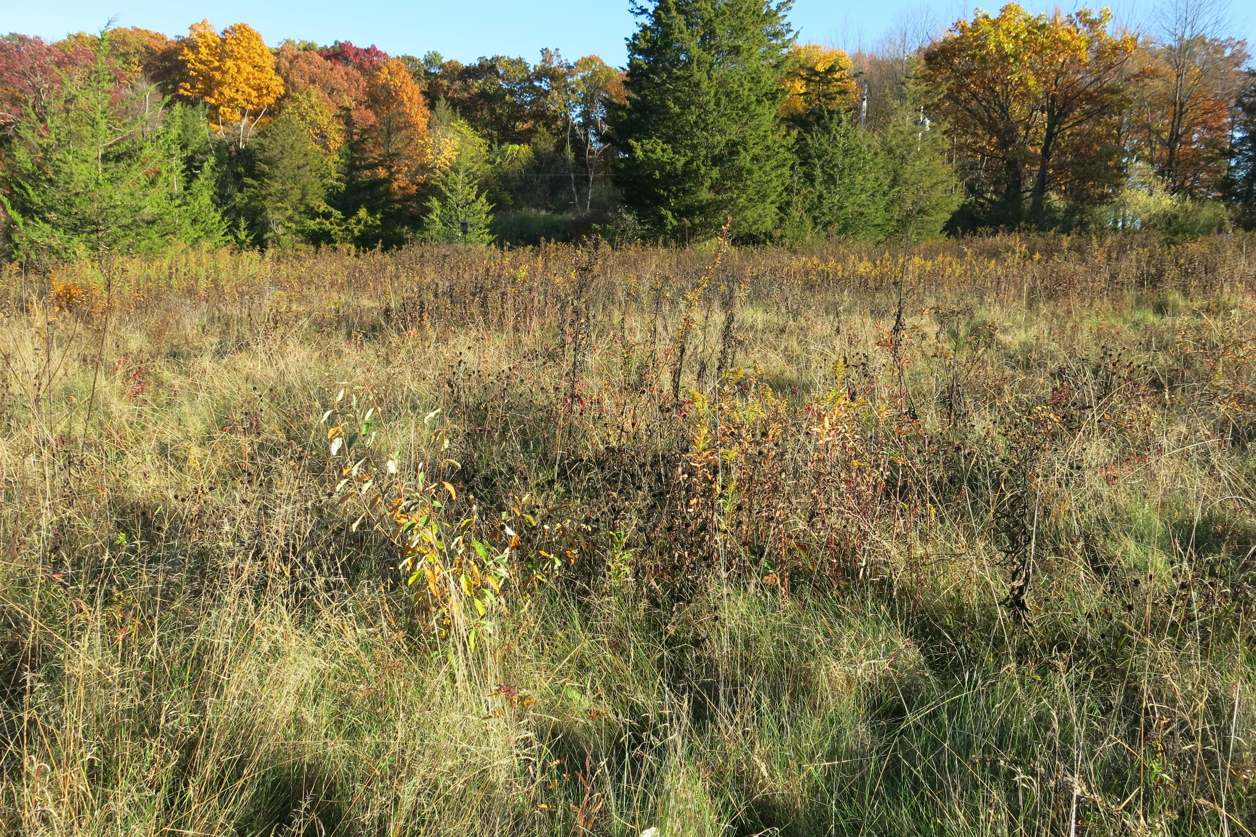 Restored meadow on Dennis Briede's property. Taller trees are visible in the background and the meadow is foreground. Taken in fall.