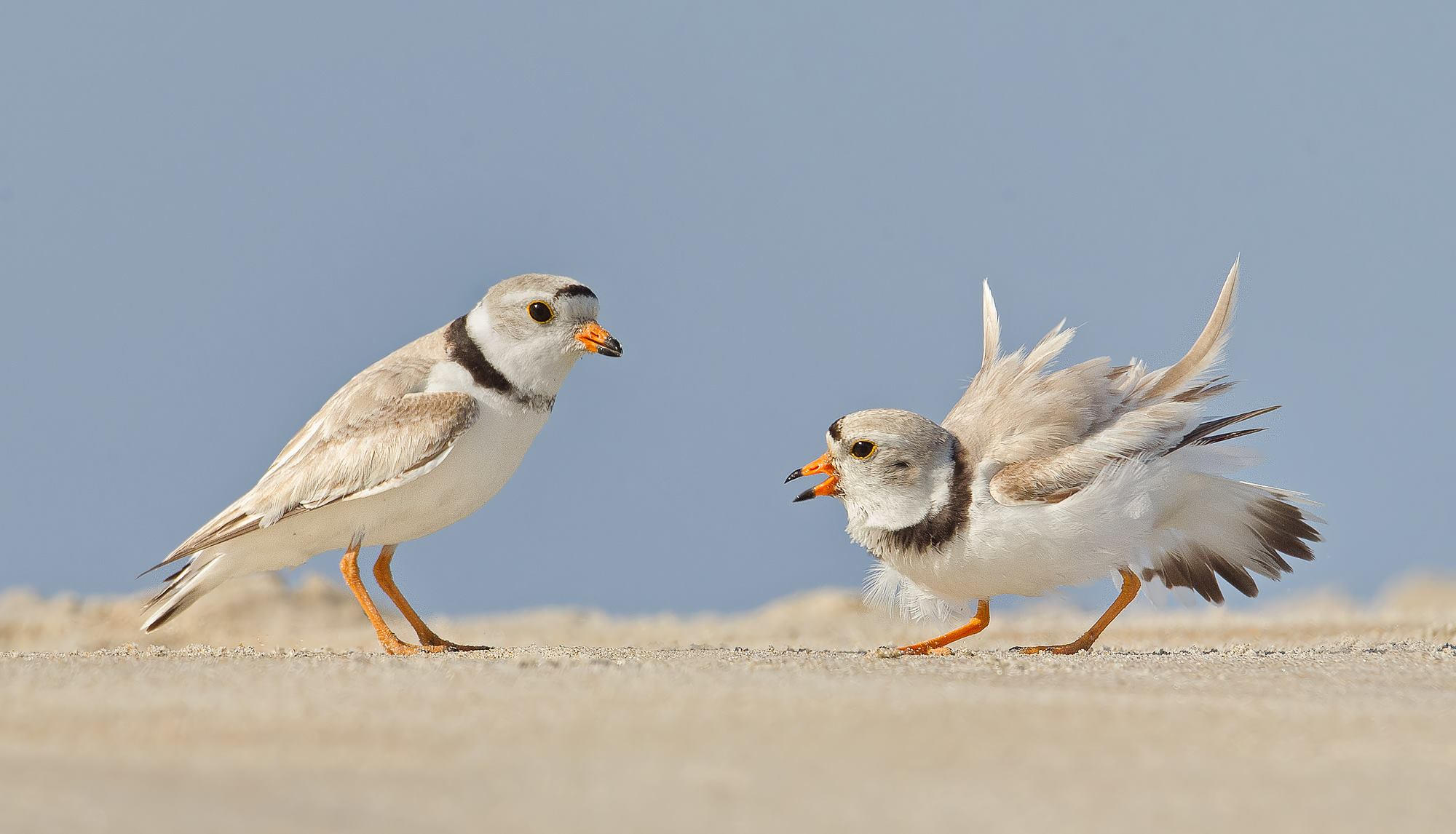 Outlet Piping Plover