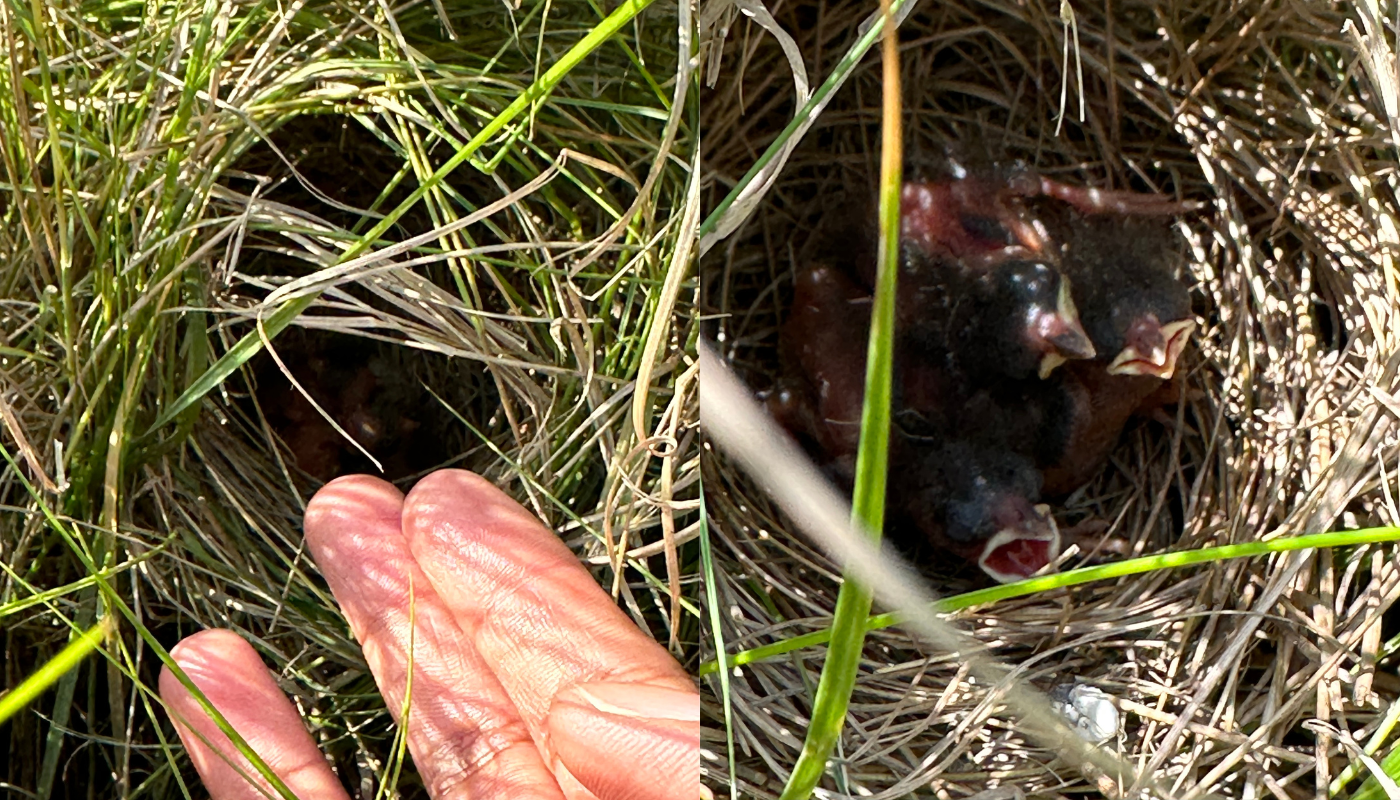 Two images side by side, one shows marsh grasses twined together (a Saltmarsh Sparrow nest) and the second is a closer look at the tiny, mostly featherless chicks hidden inside.