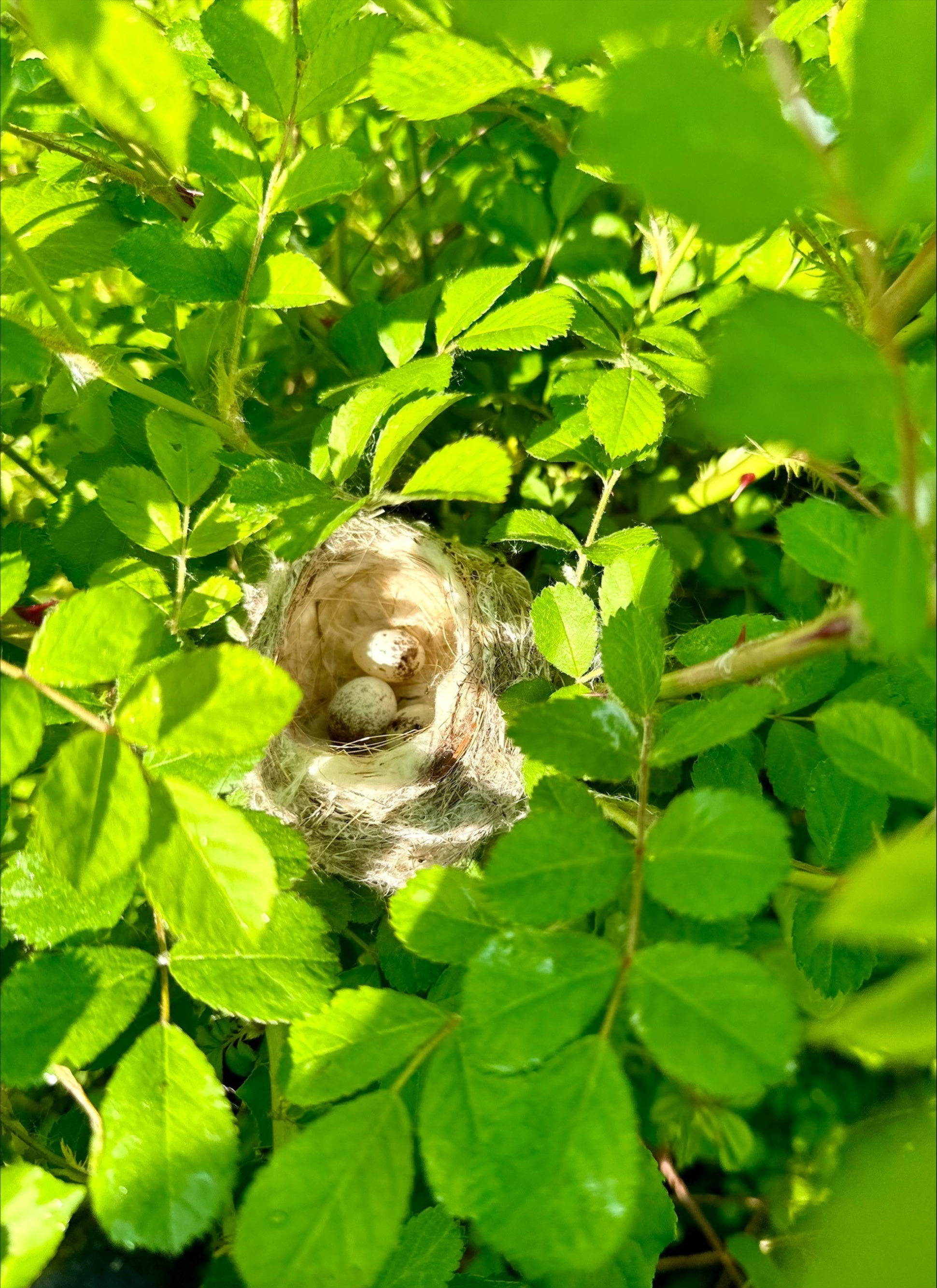 A small, cup-shaped bird's nest composed of woven grass and nestled in a plant. It contains three white eggs with brown speckles.