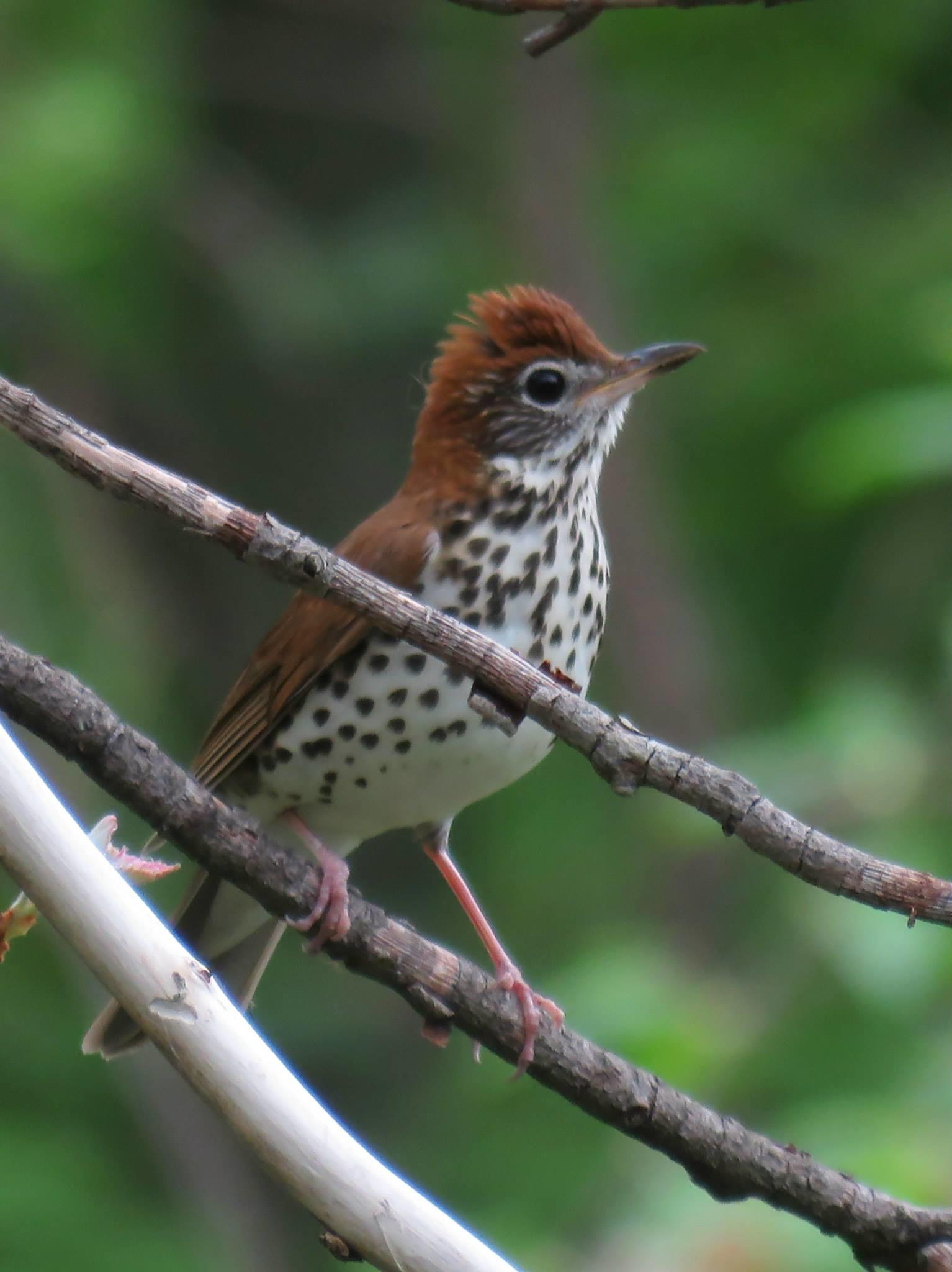 Improving the Quality of Connecticut’s Forests for Birds and Wildlife