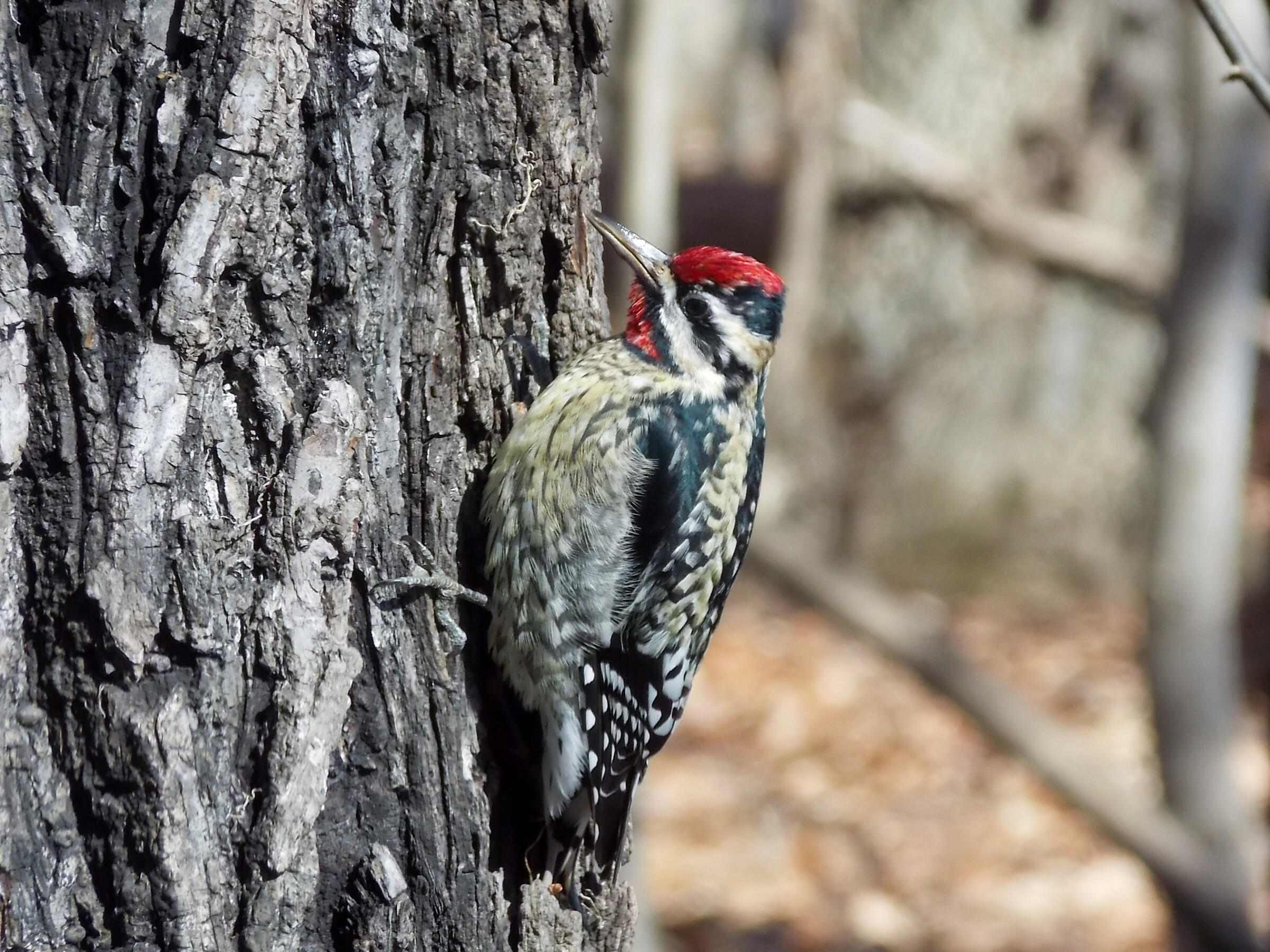 Close up of Yellow-bellied Sapsucker perched vertically on a tree, it has a red forehead and neck, cream colored chest and wing, and black and white spotted wing and body.