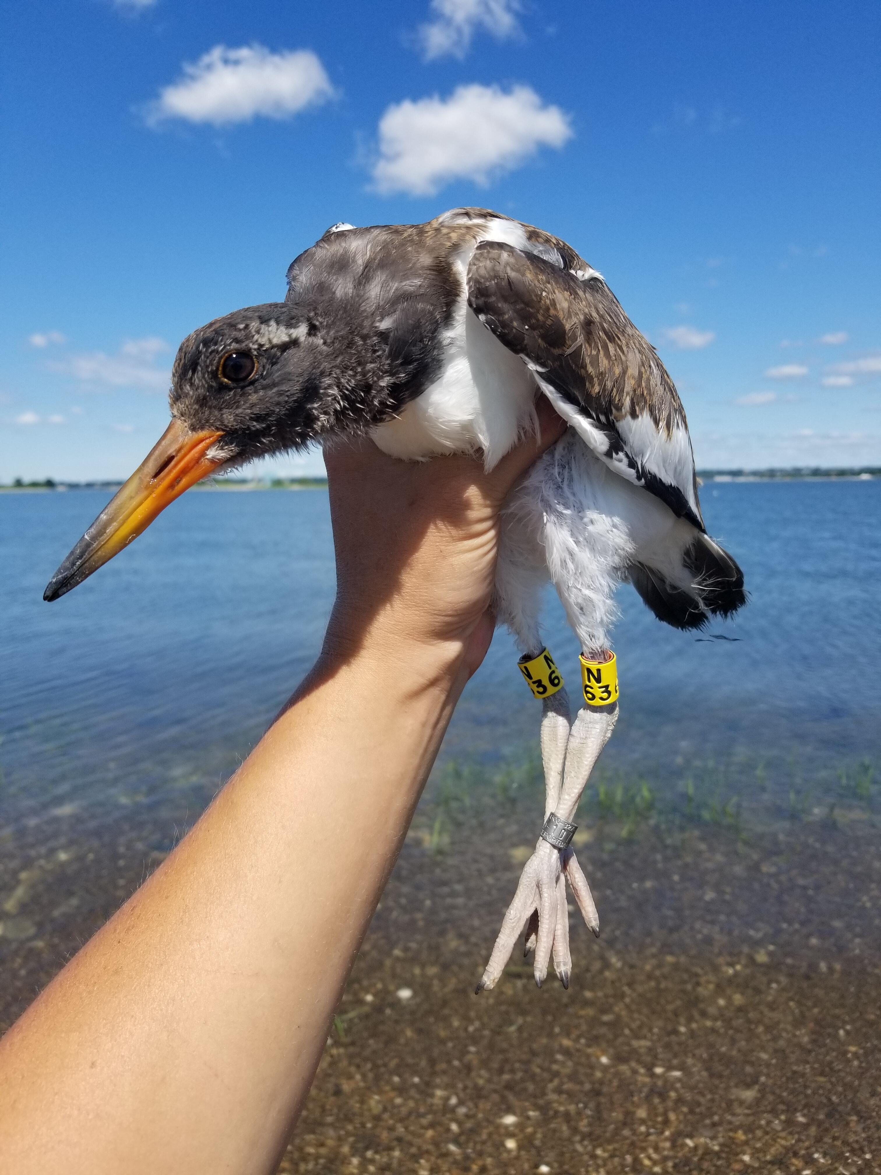 Point of view shot of a person holding a scruffy fledgling American Oystercatcher. Around its legs are numbered yellow bands and silver bands.