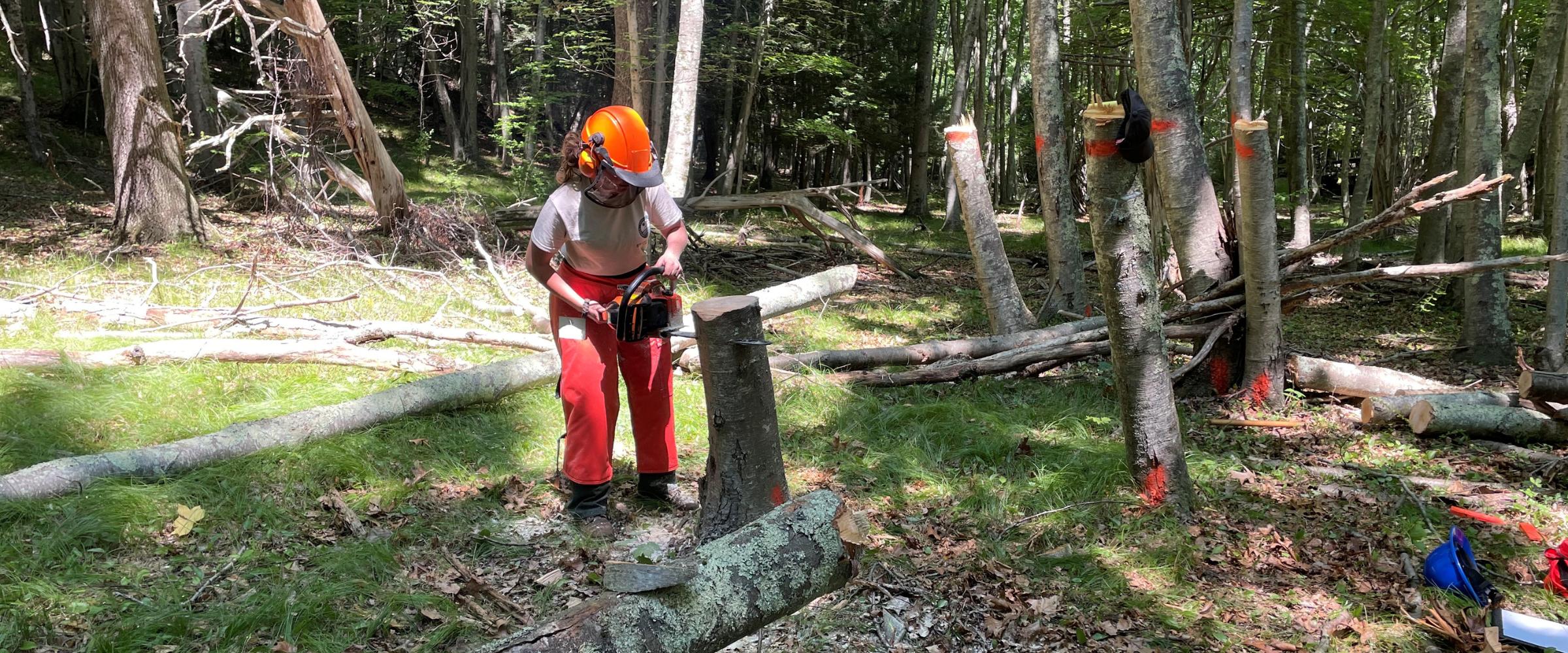 A girl in protective gear and helmet holds a chainsaw and is cutting off part of a tree stump in an area of forest being managed for birds.