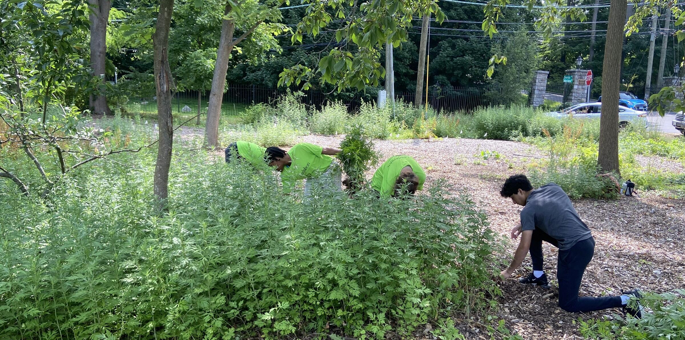 Four teenagers are bent over pulling mugwort from the ground, there is a large patch in front of them obscuring half their bodies' from view.