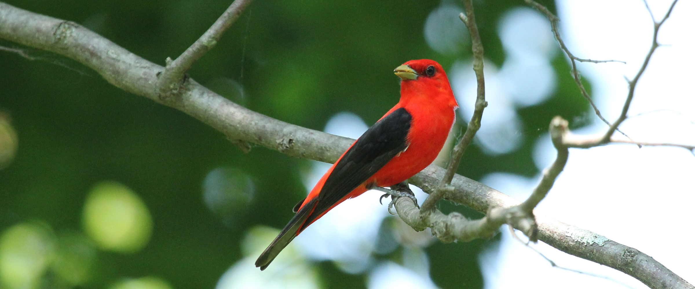 Scarlet Tanager red bird with black beak and black wings, depends on a healthy forest and sugarbush. 