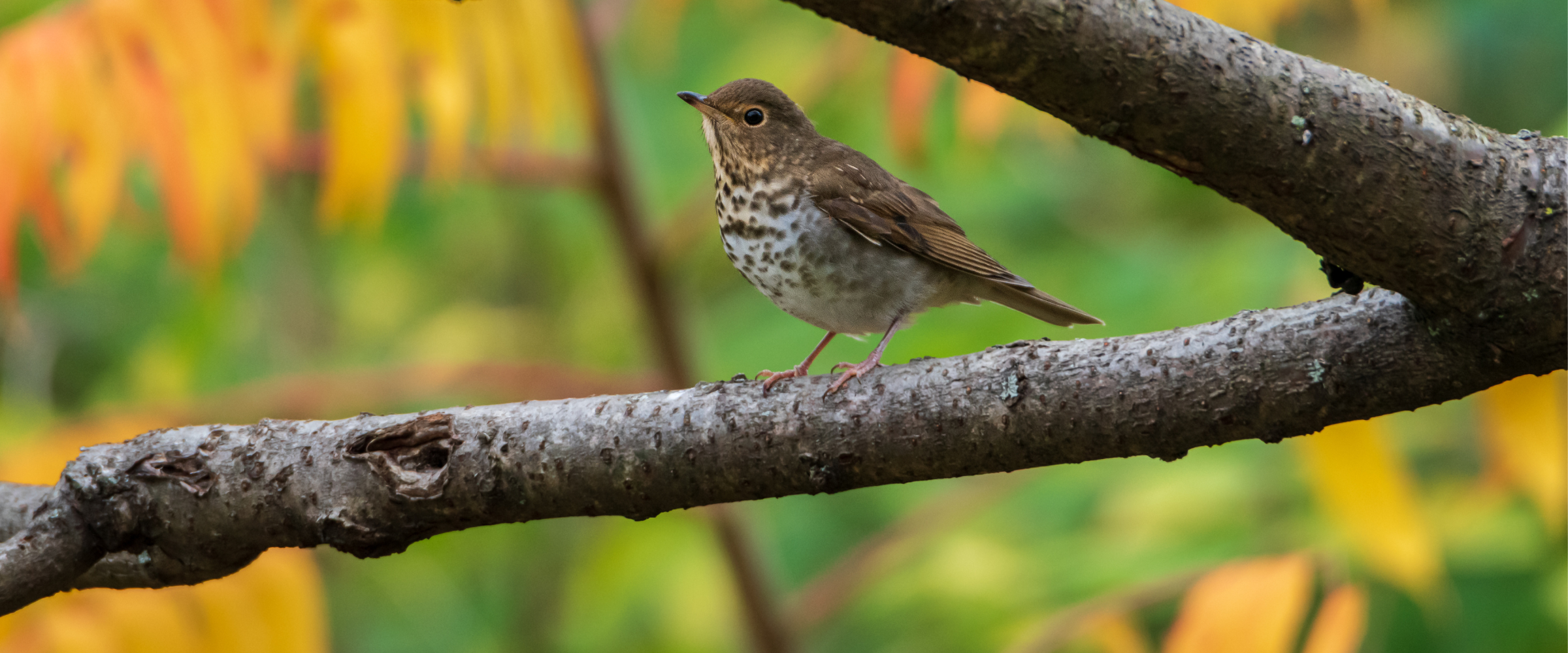 A Swainson's Thrush sits on a branch with fall foliage blurred in the background. It is a brown bird with a cream colored chest with brown spots. and white encircling its eye.