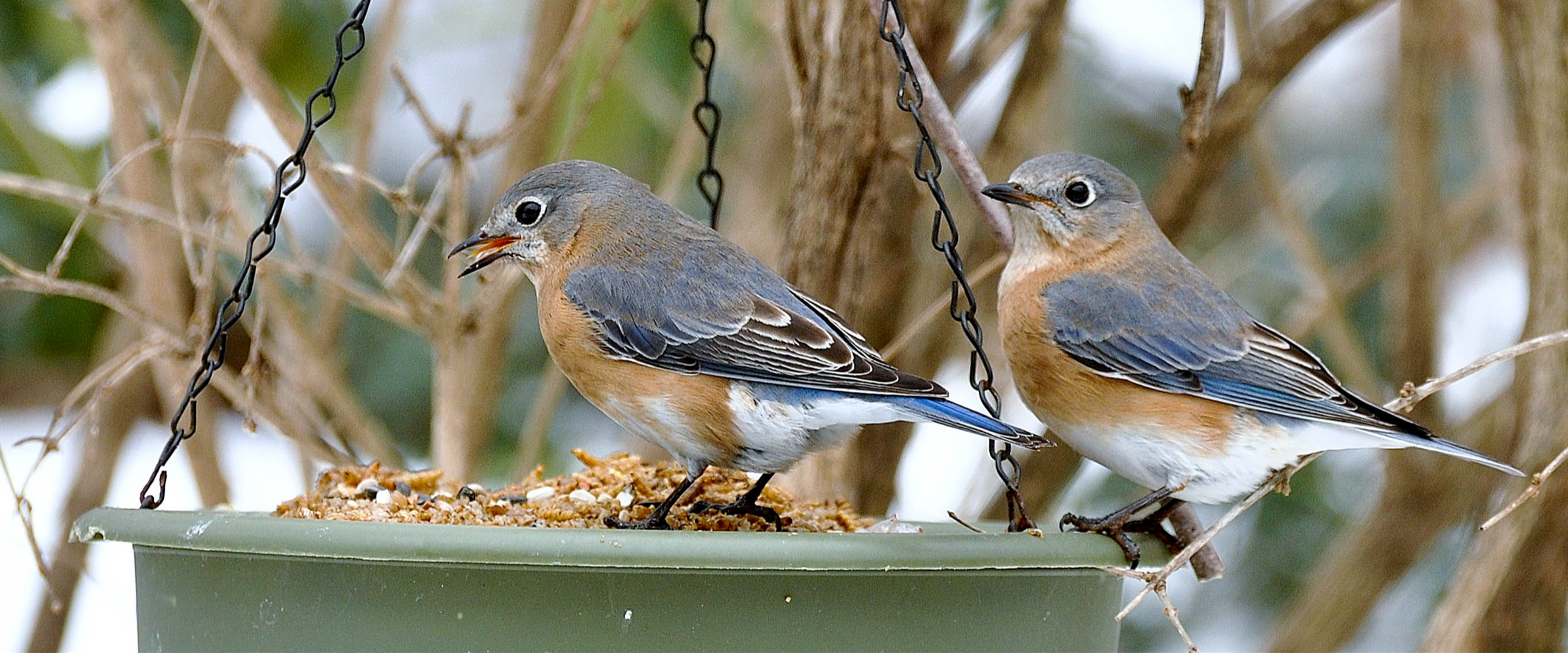 A pair of Eastern Bluebirds in their faded winter plumage perch on a dull green dog-bowl shaped feeder, suspended by metal chains.