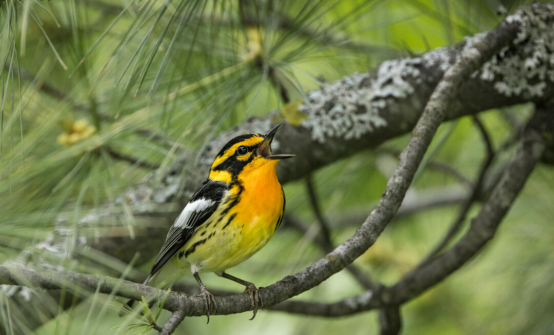 Blackburnian Warbler perched in evergreen tree, the bird is a bright yellow with slightly orange chest and neck, and black striping on its face and sides. Its mouth is open as it sings.