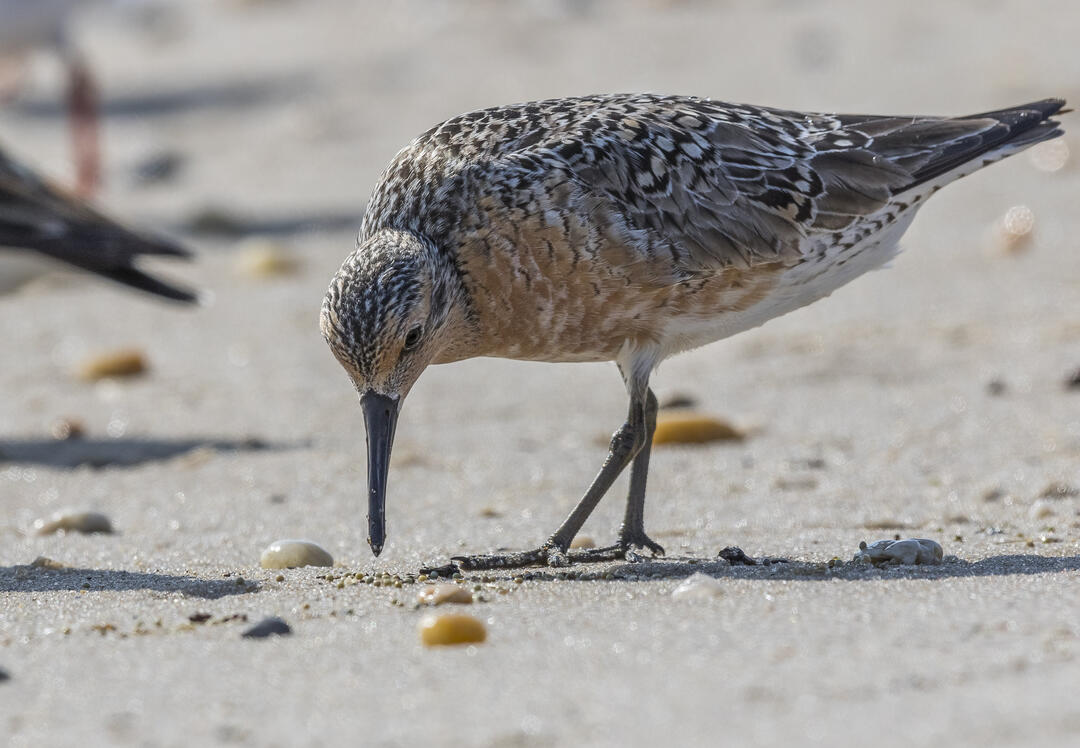 Red Knot points long bill down towards sand, foraging for food. Red is visible on its stomach.