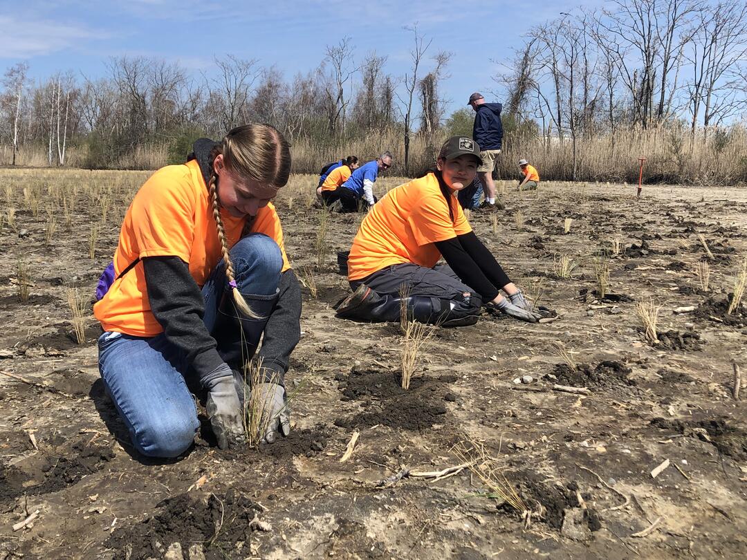  Volunteers planting at Great Meadows Marsh.