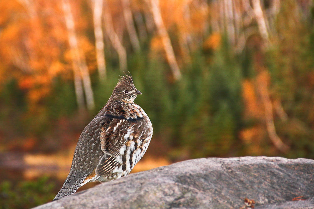 . Fish & Wildlife Service Announces Creation of Great Thicket National  Wildlife Refuge | Audubon Connecticut