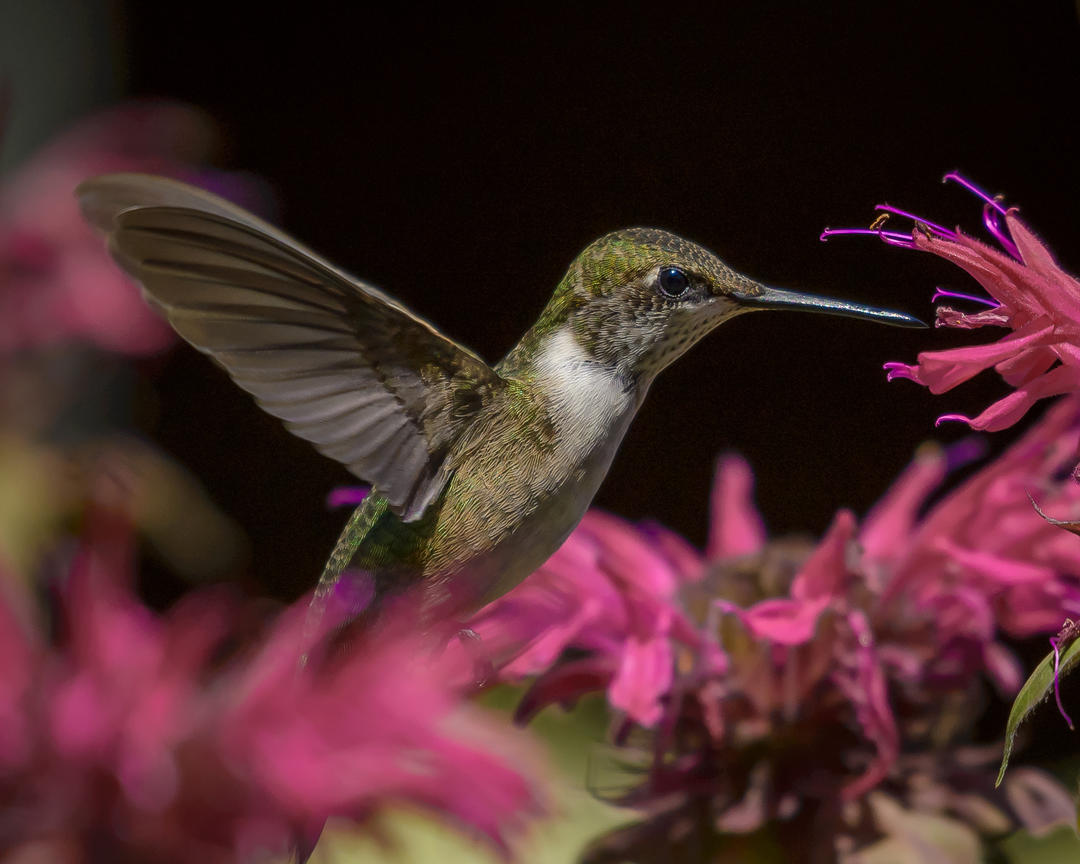 hummingbird flowers